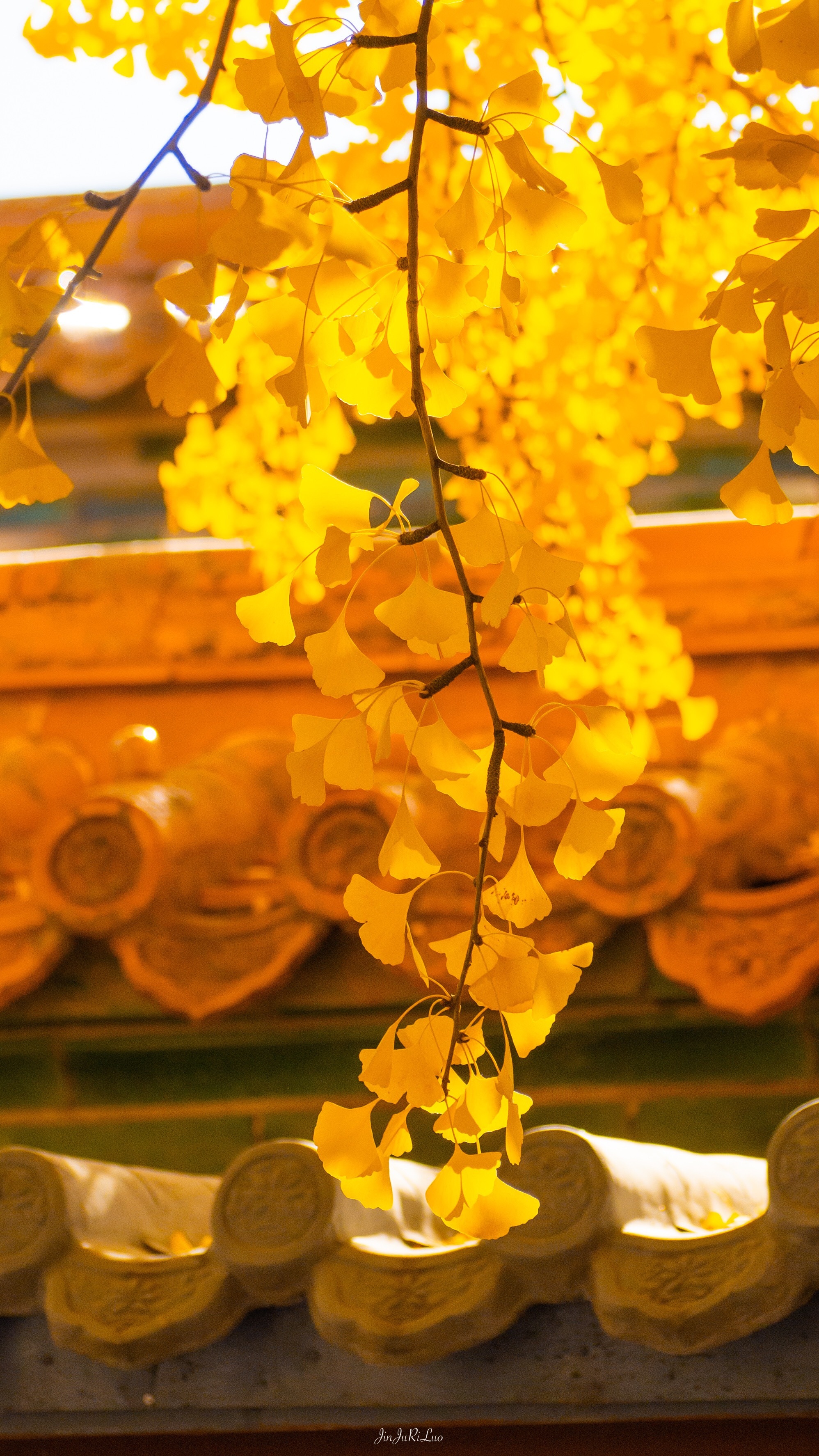 "一树黄 城染金" 故宫的秋_高清图集_新浪网