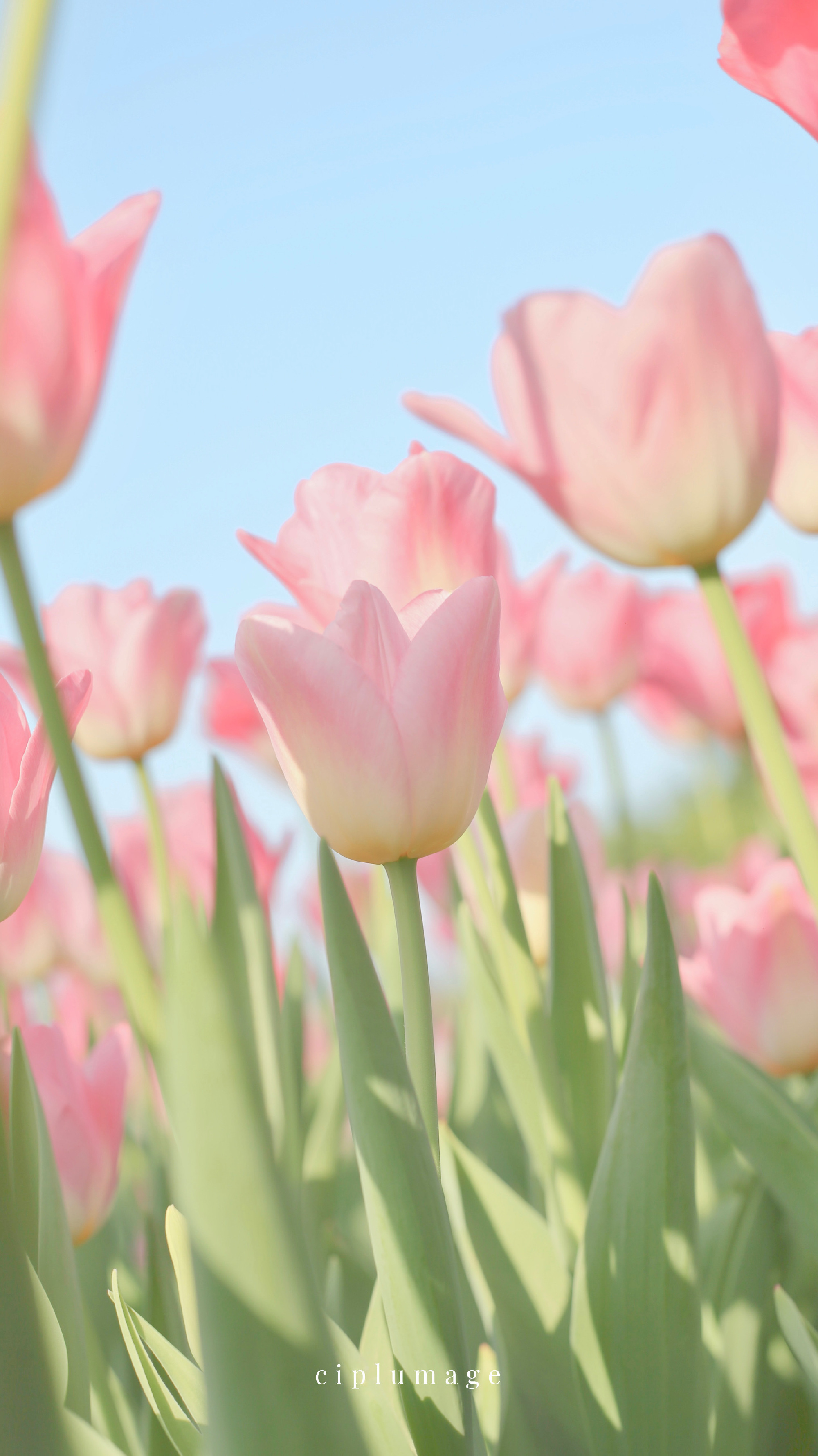 1 / 9 希望你继续兴致盎然地与世界交手一直走在开满鲜花的路上吧摄影