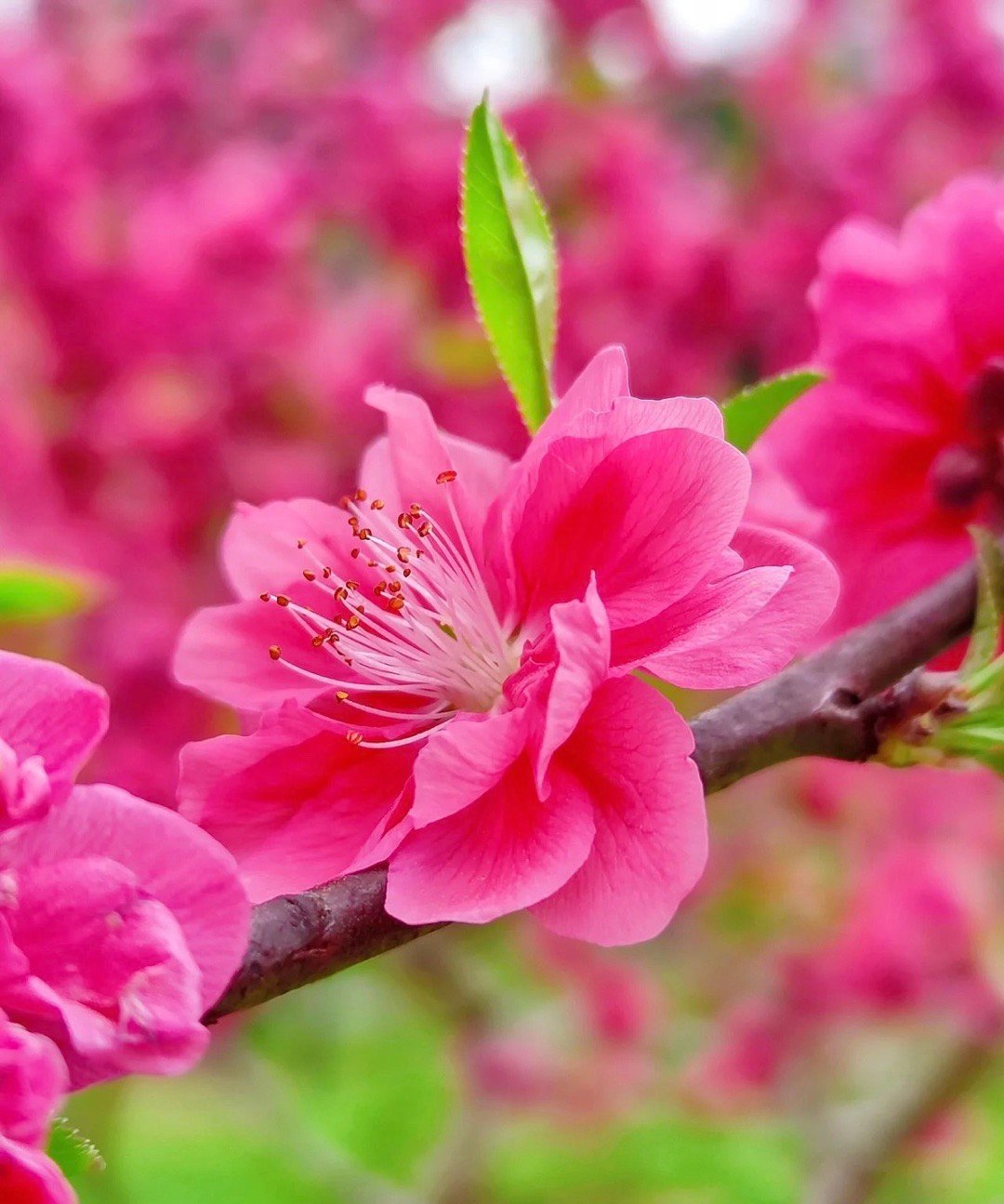 " 桃花怒放千万朵,色彩鲜艳红似火 . "__财经头条