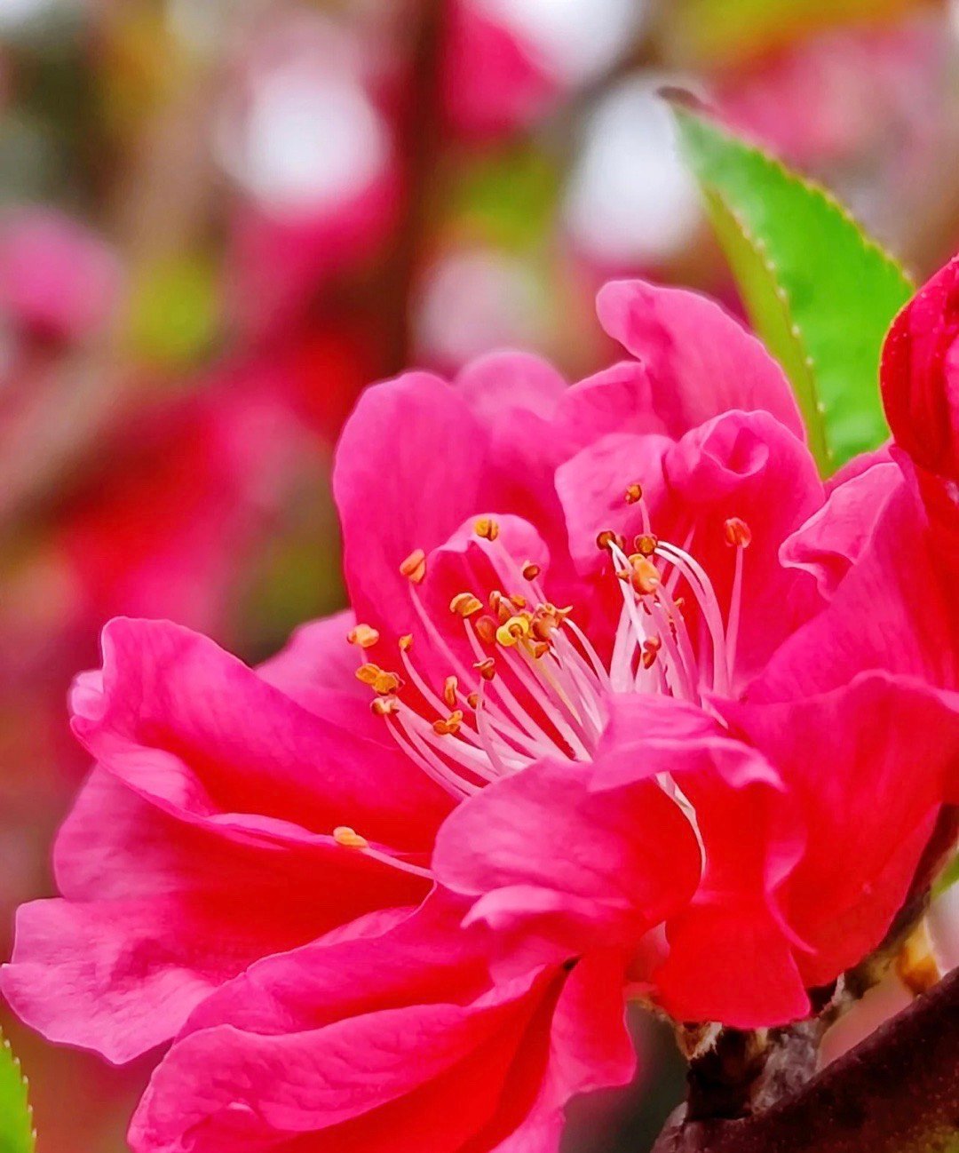 " 桃花怒放千万朵,色彩鲜艳红似火 . "__财经头条
