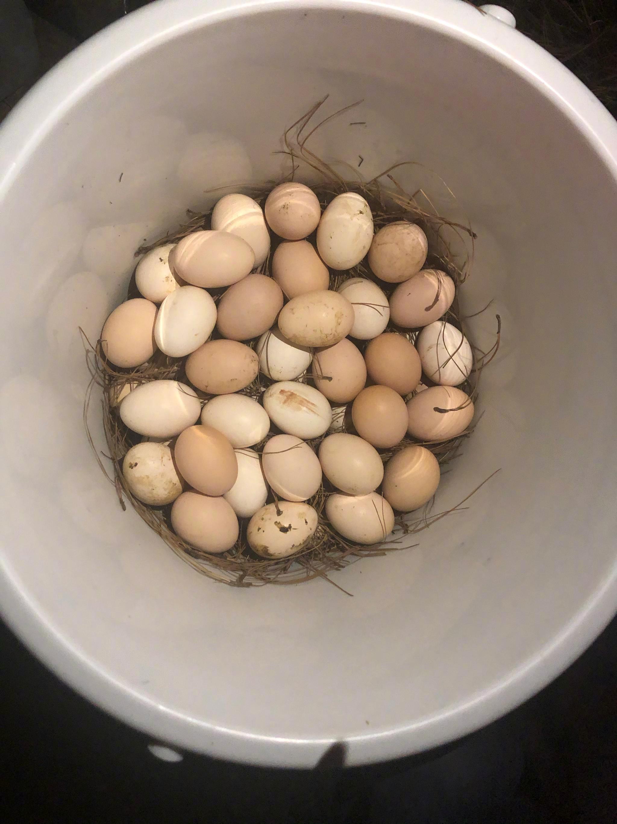 吃早餐了,用自家鸡土鸡蛋,做的红糖水鸡蛋.