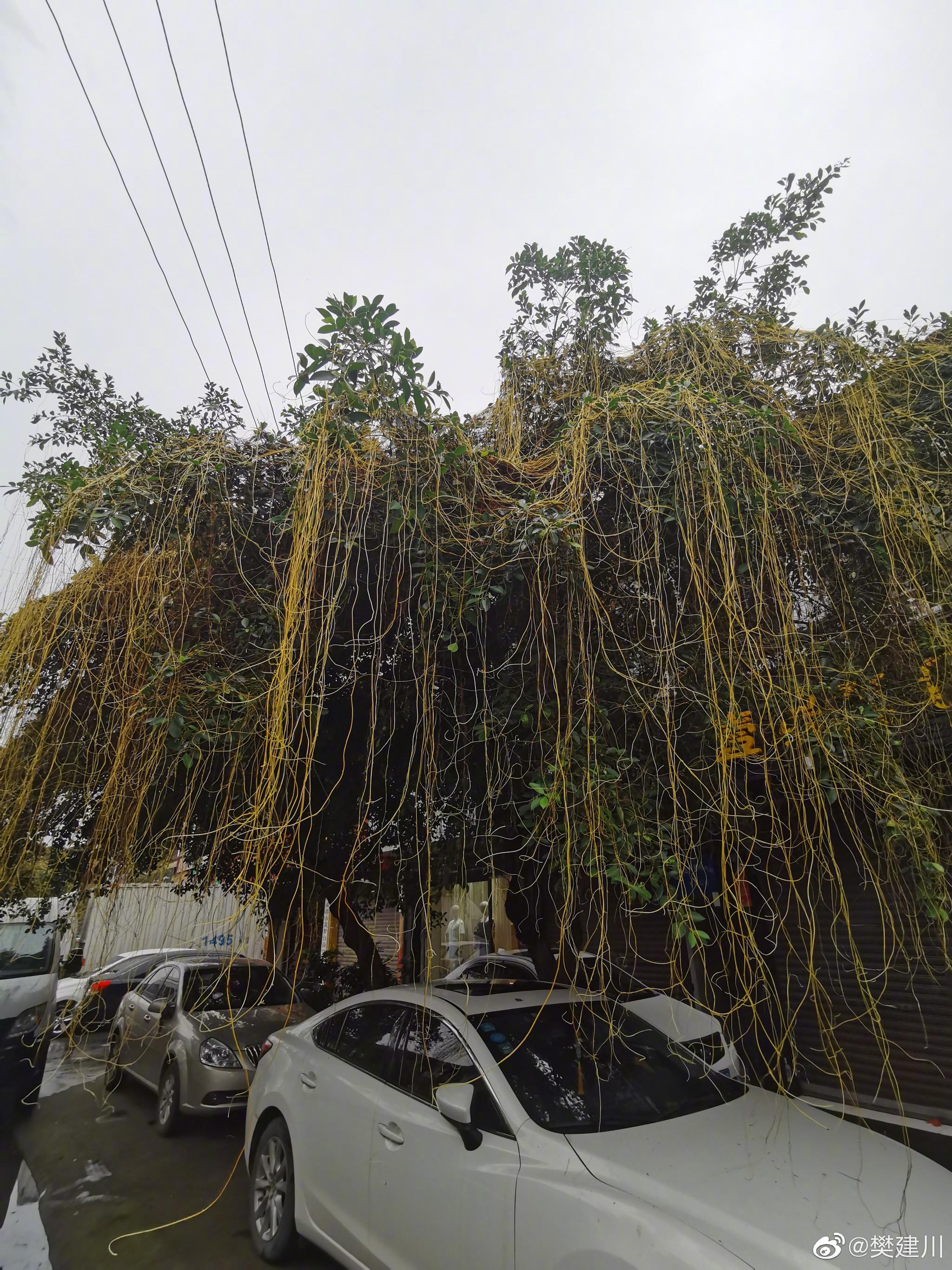 不晓得,反正不是好藤,坏球的很!它攀附着树