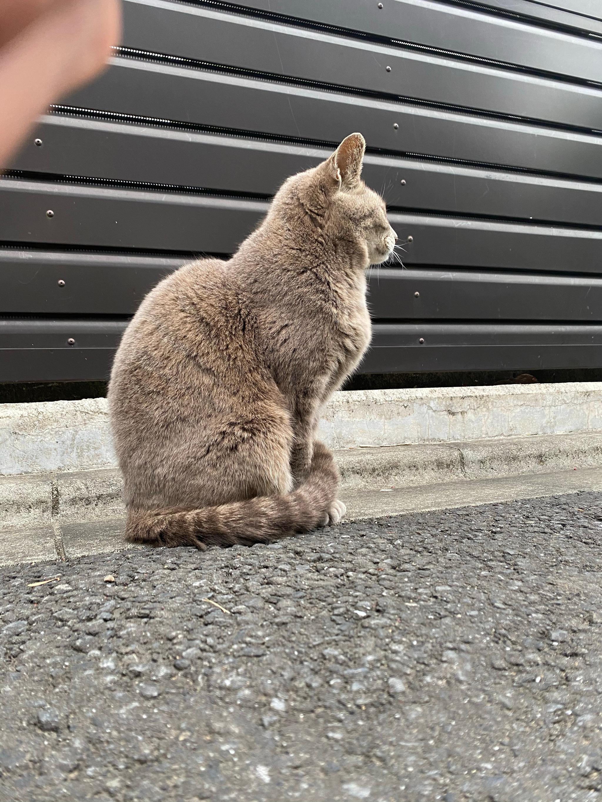 在回家的路上这只猫每天都会蹲在那里