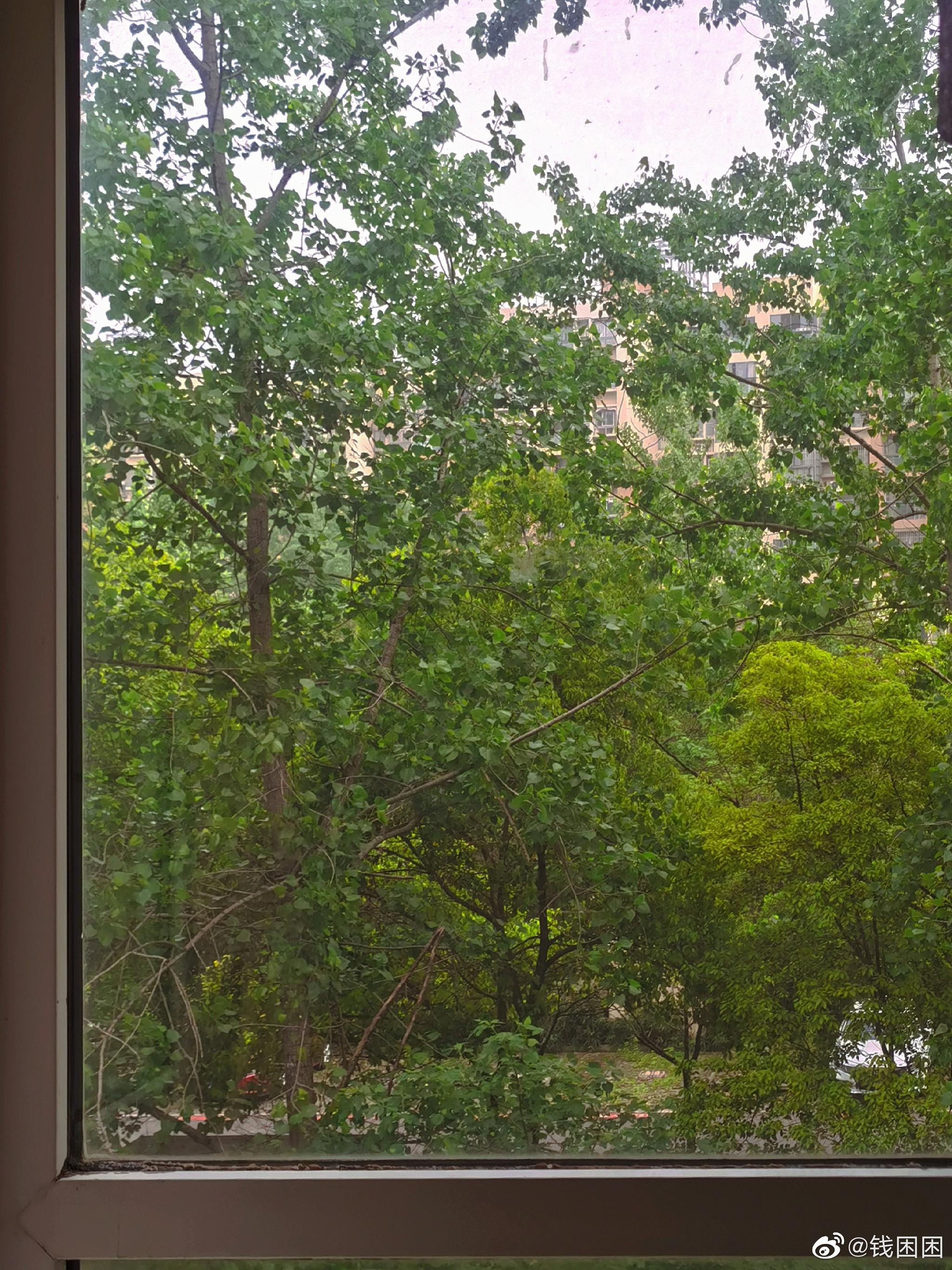 窗外白杨树湿漉漉的绿,实在漂亮