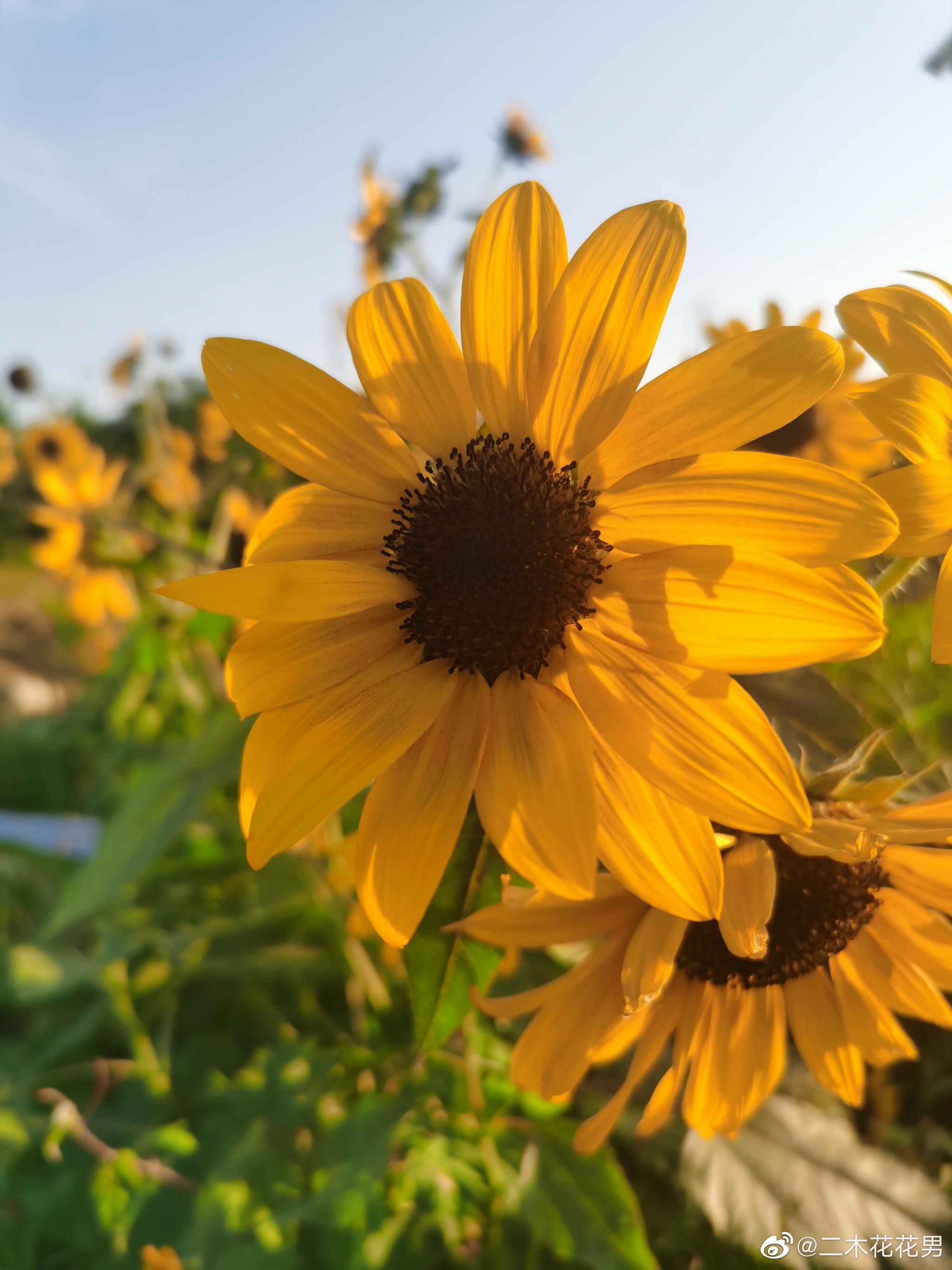 路边野生向日葵比园艺师种的好