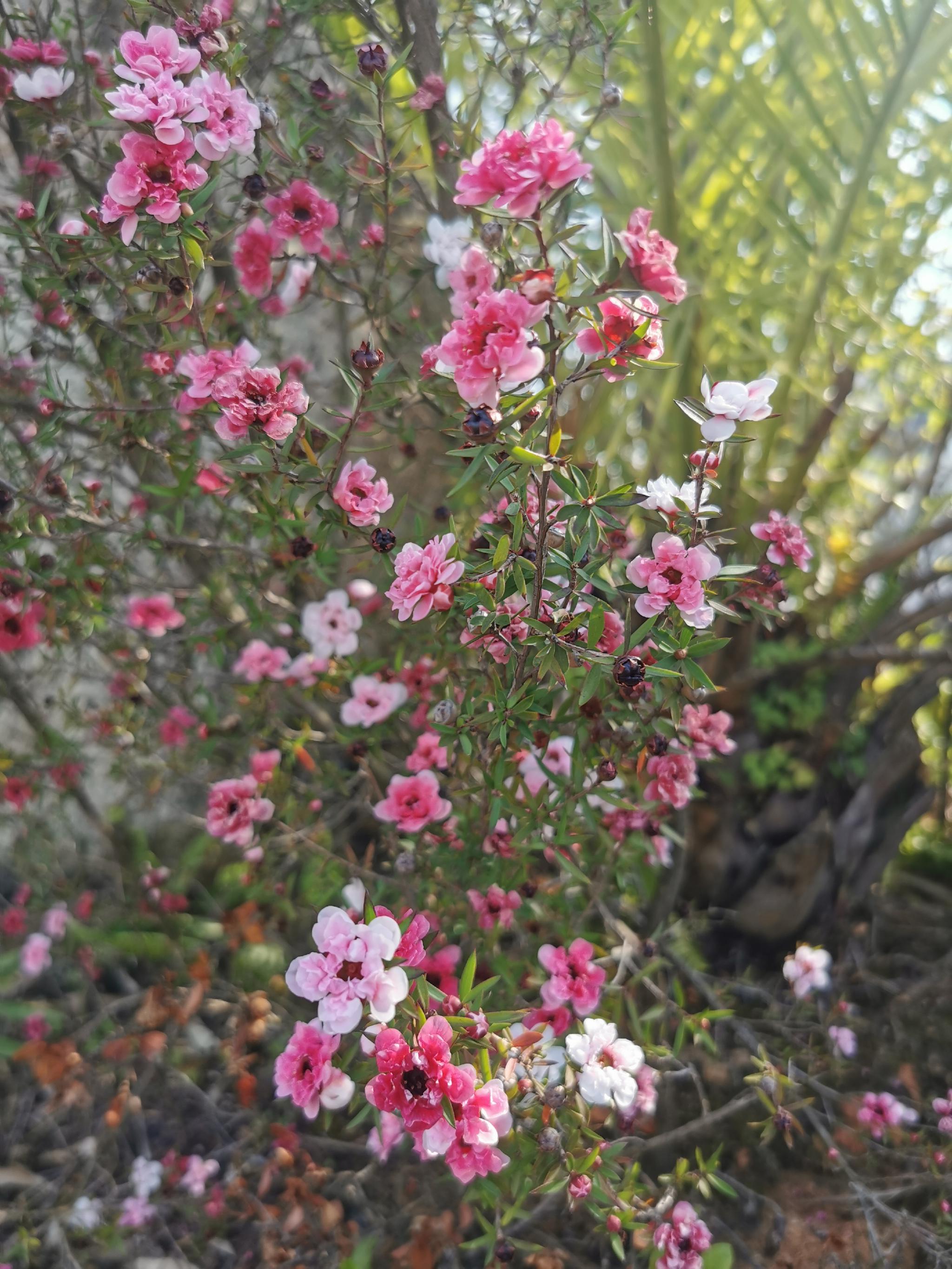 松红梅与木茼蒿(临沧茶马古镇)__财经头条