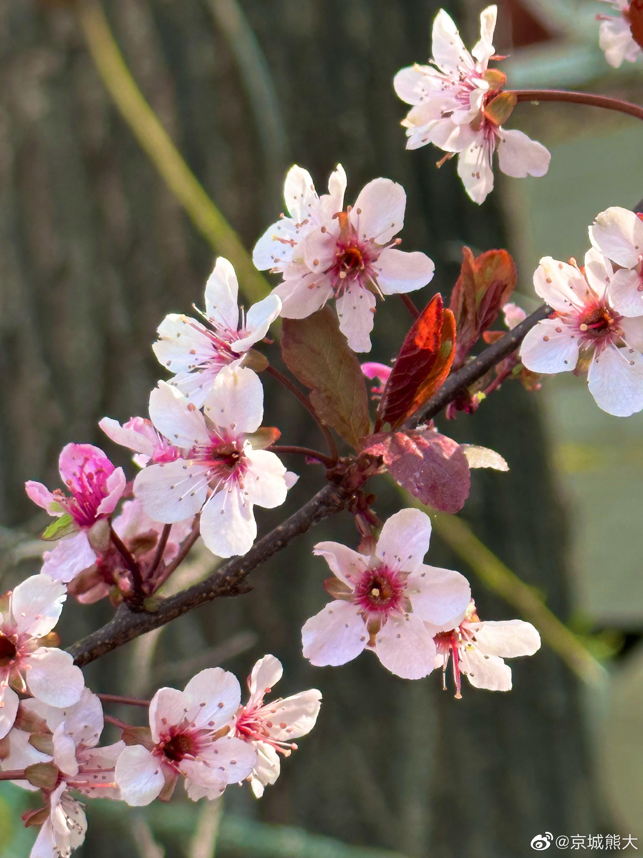 满城尽开紫叶李摄影