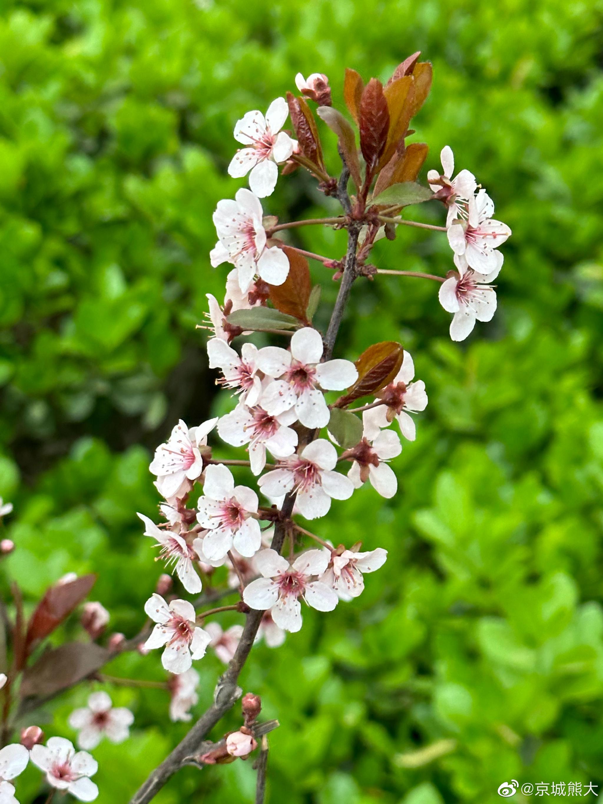 满城尽开紫叶李摄影