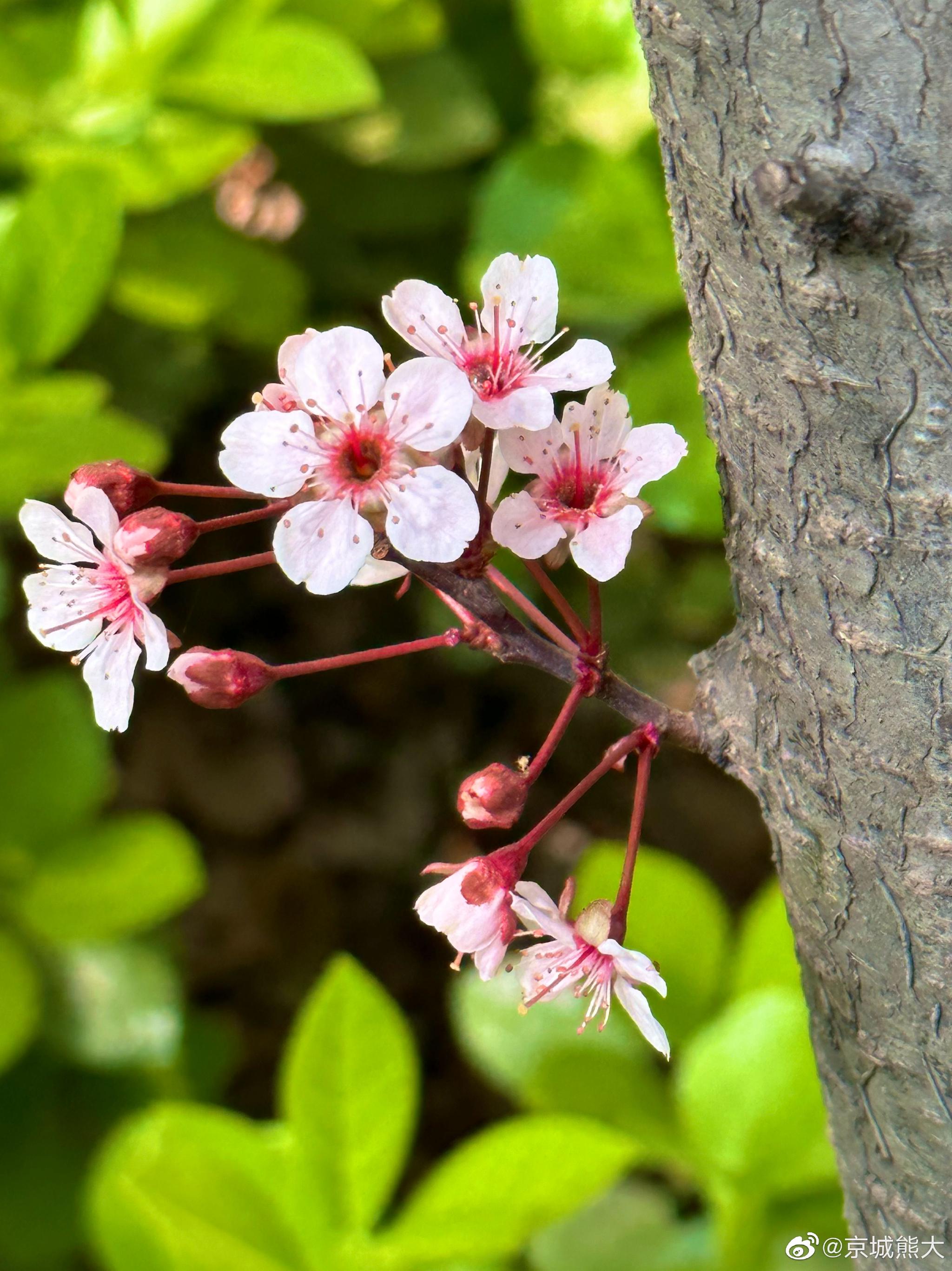 满城尽开紫叶李摄影