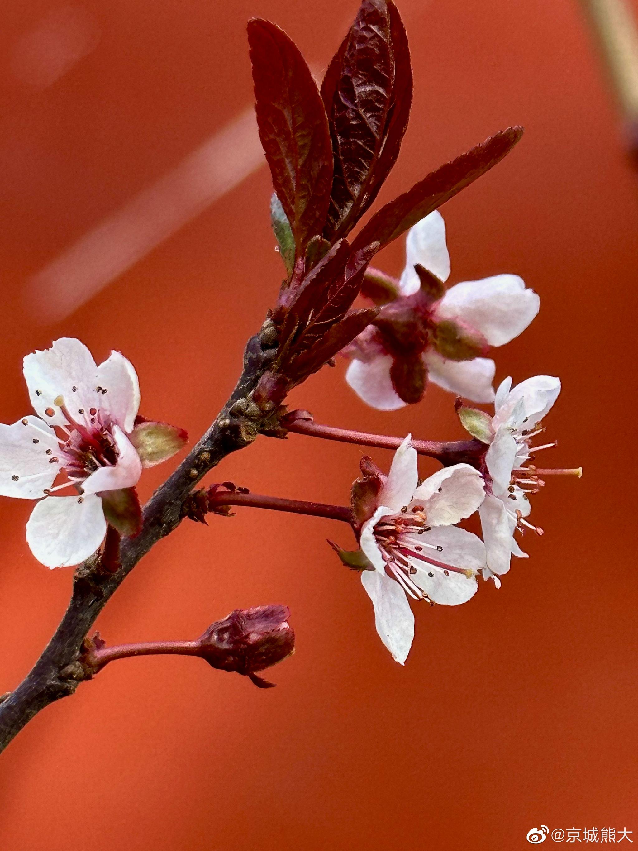 满城尽开紫叶李摄影