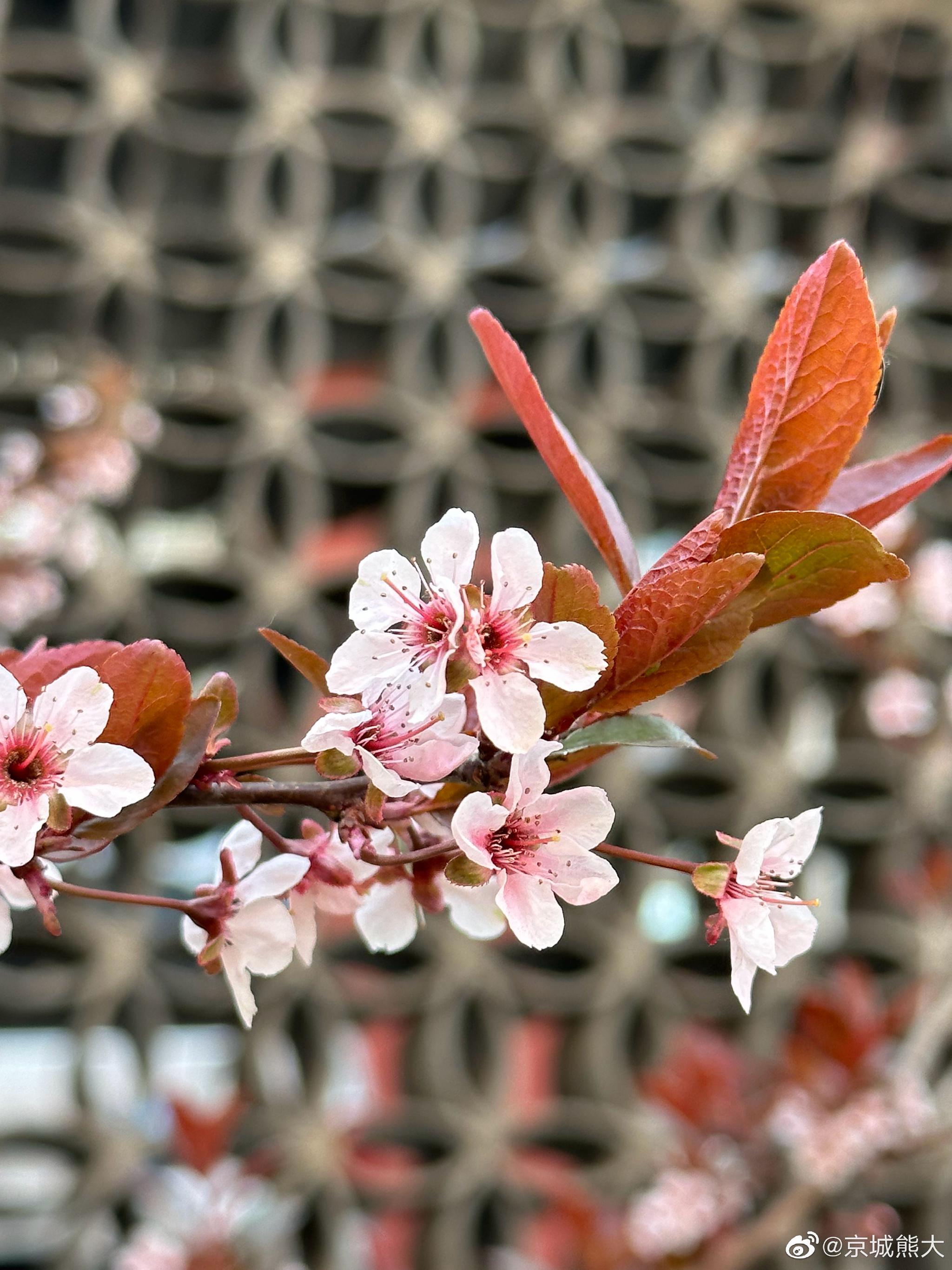 满城尽开紫叶李摄影