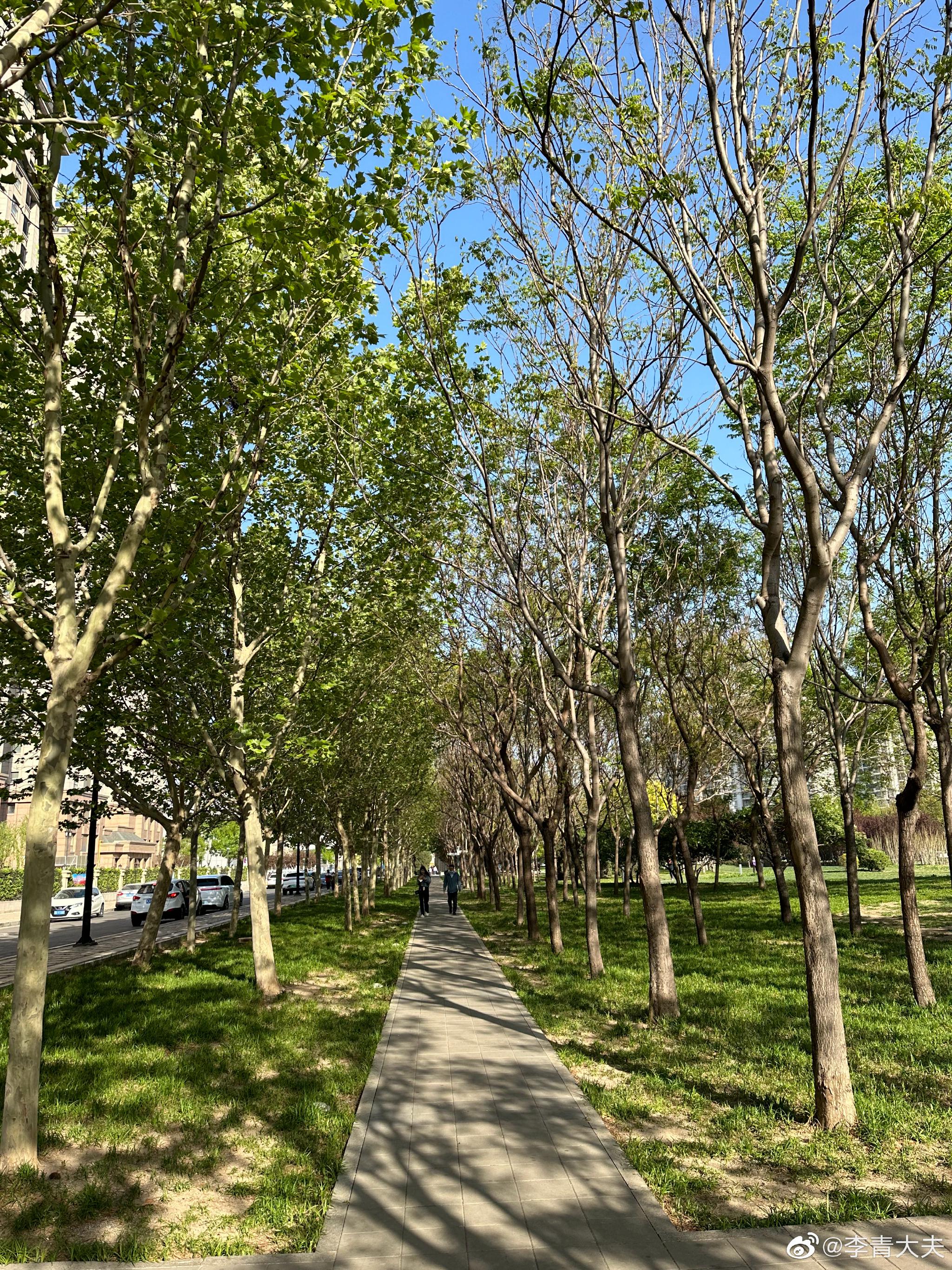 晨曦中的街边公园