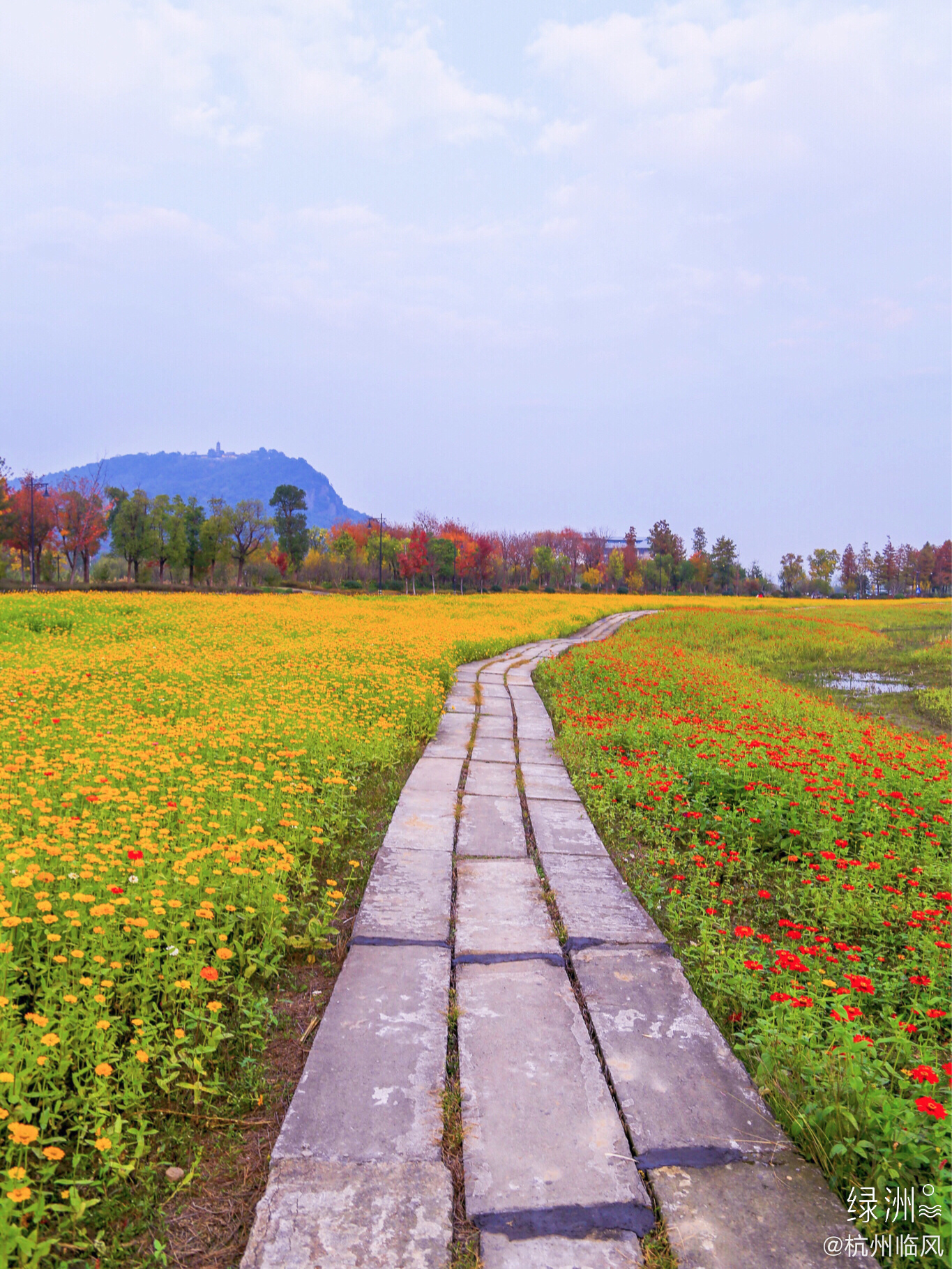 萧山湘湖花海已经大片积盛开周末出去玩