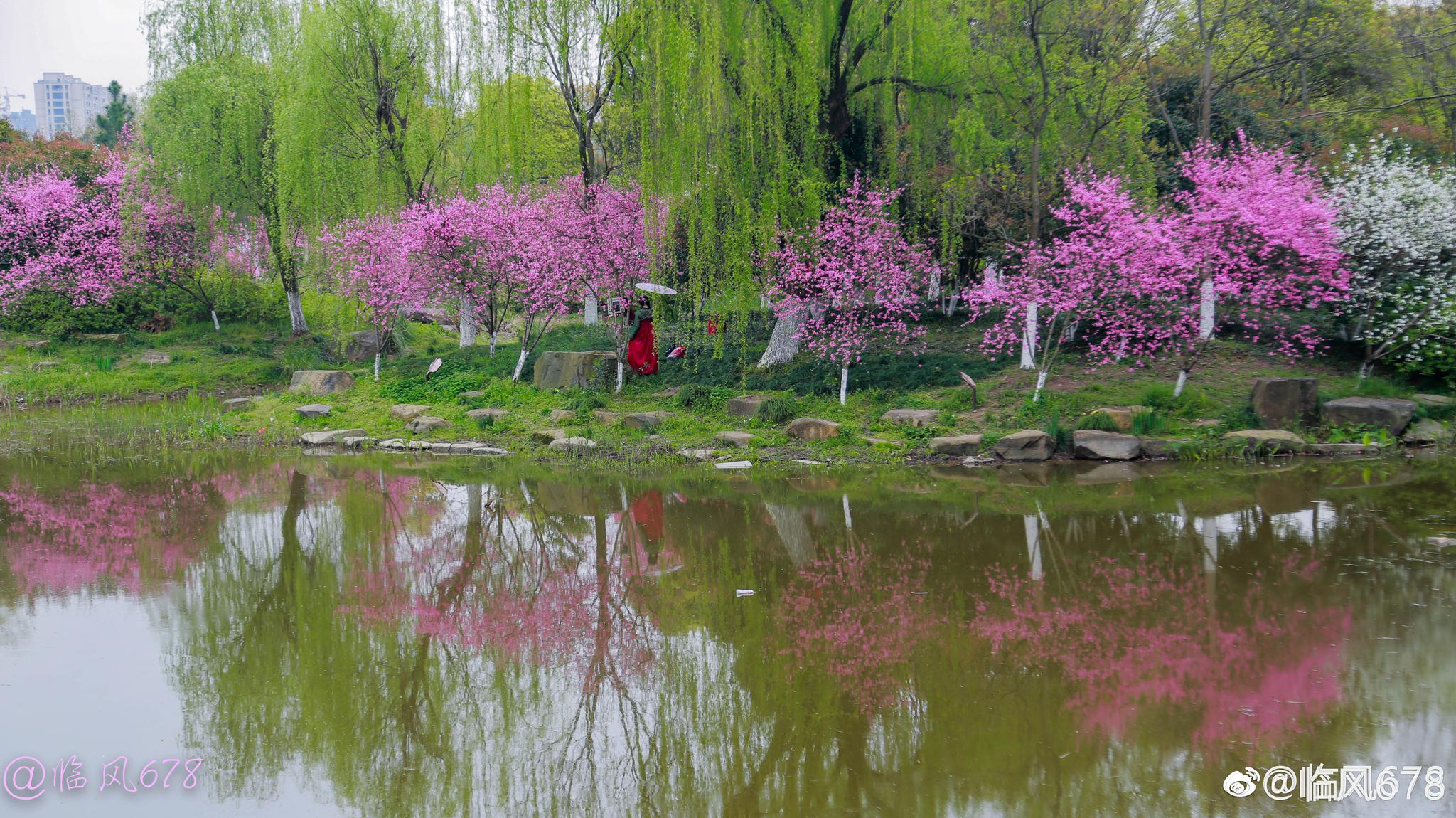 杭州 皋亭山千桃园桃花己经大面盛开啦,而且还有美食节