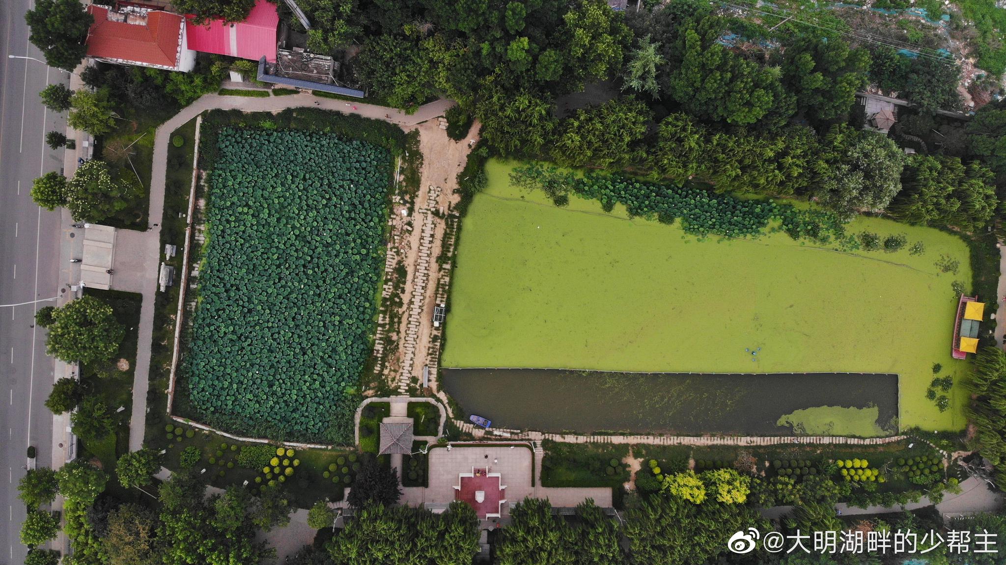 济南的北园街道以前是十里水乡,基本上除了藕池就是莲花