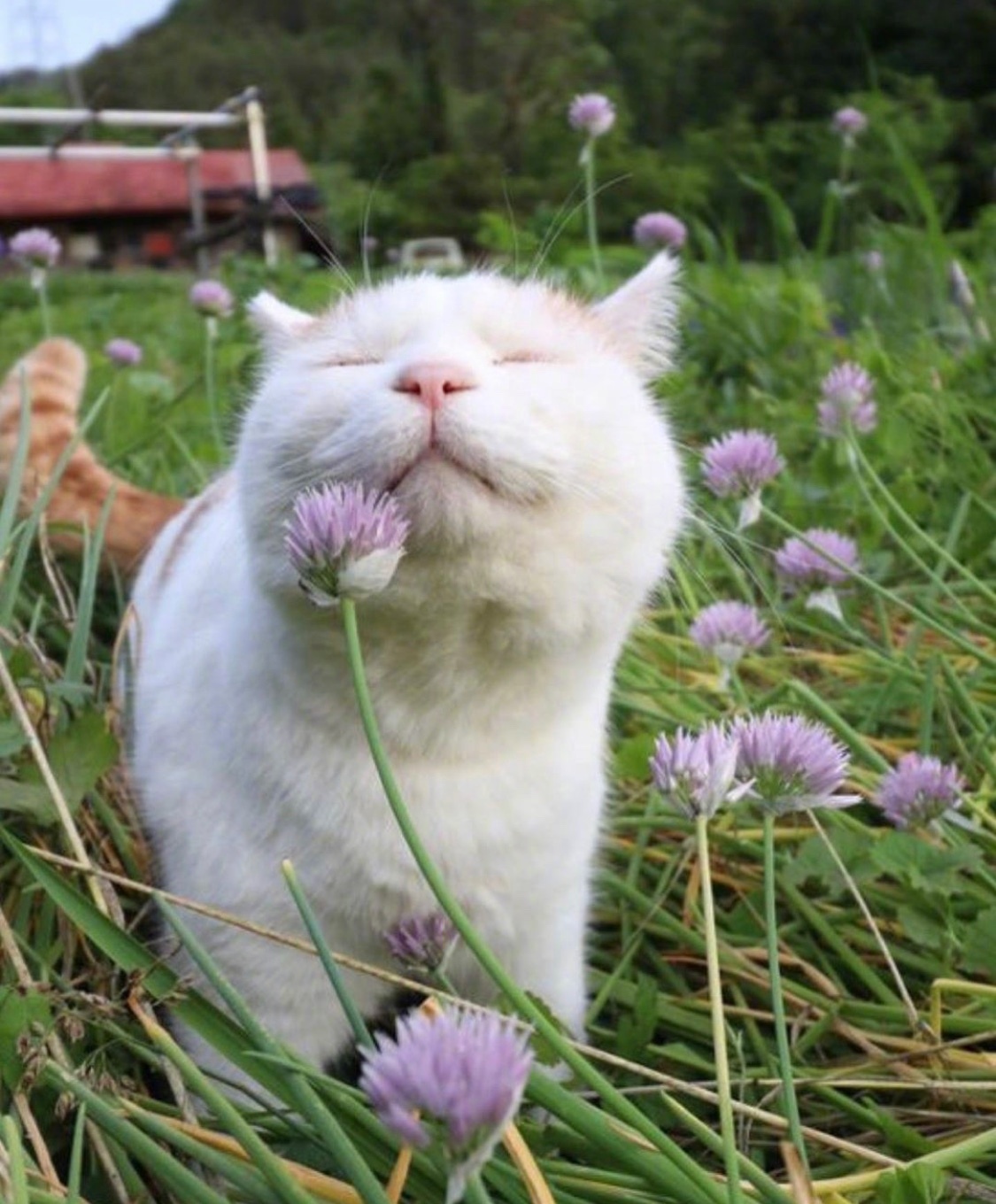 花丛中喵星人的拍照姿势大赏,太可爱了