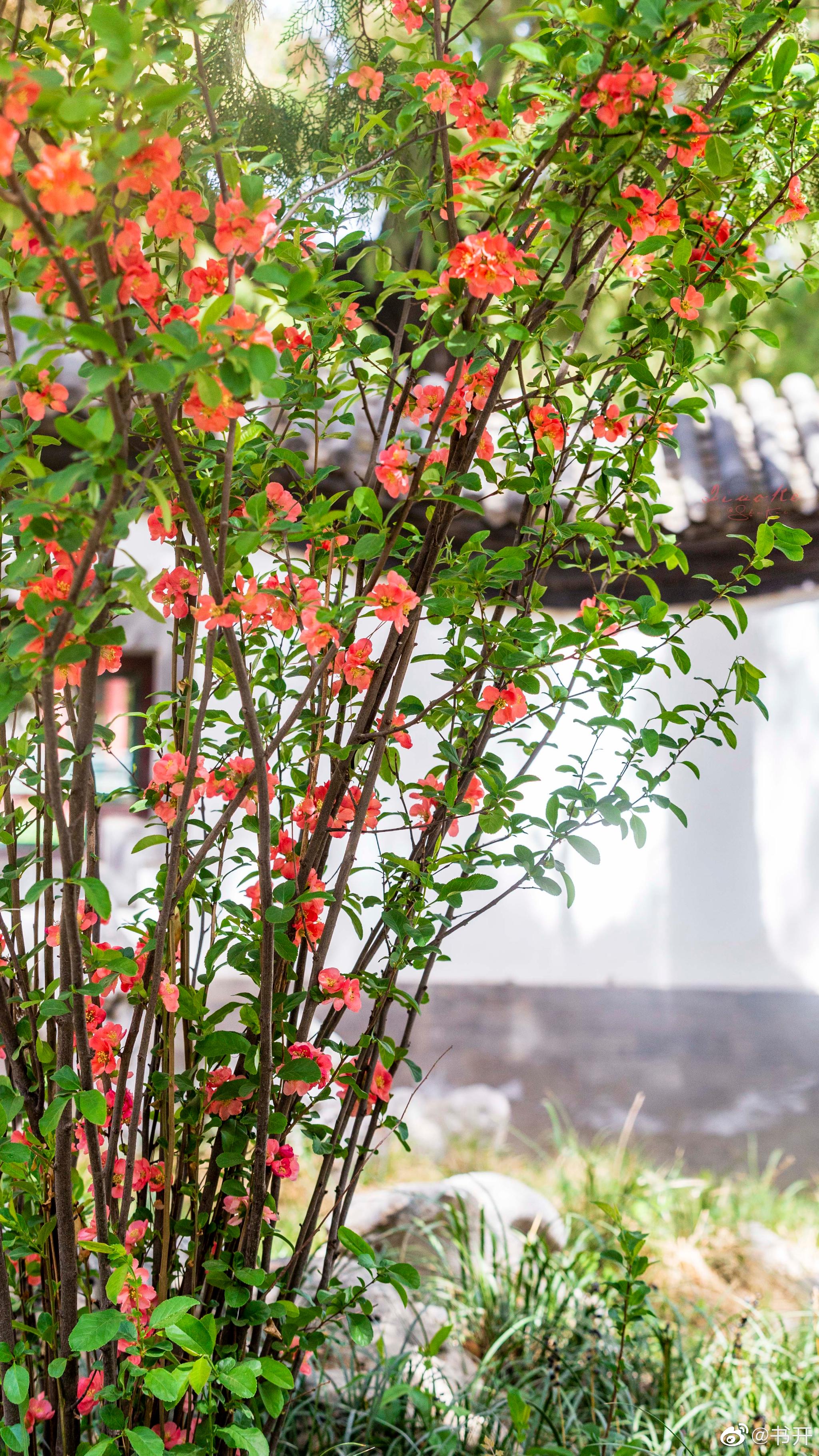 遇见中山公园贴梗海棠当他们都在拍西府海棠上红墙的时候