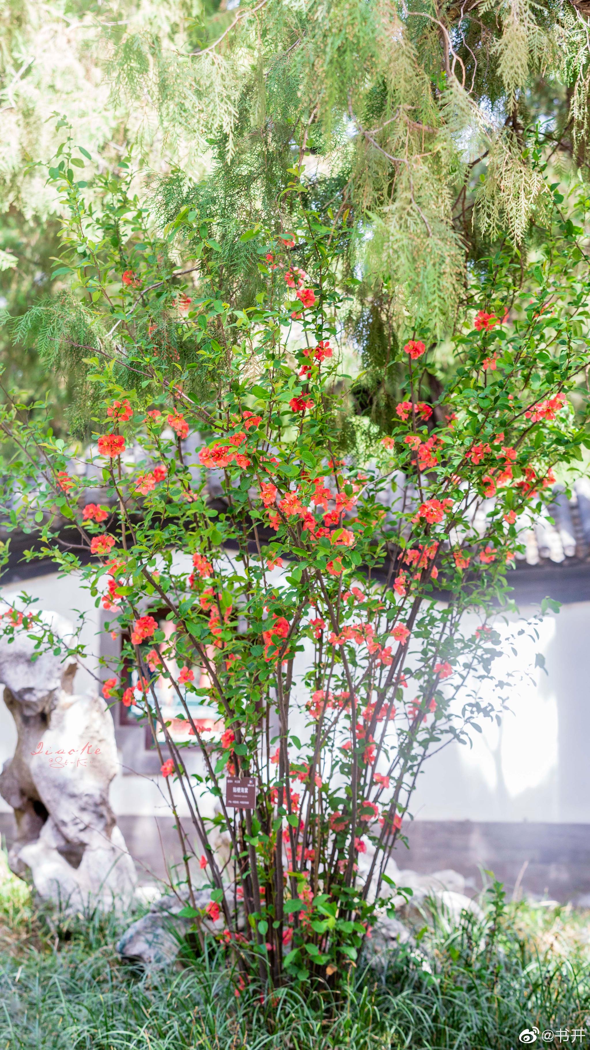 遇见中山公园贴梗海棠当他们都在拍西府海棠上红墙的时候