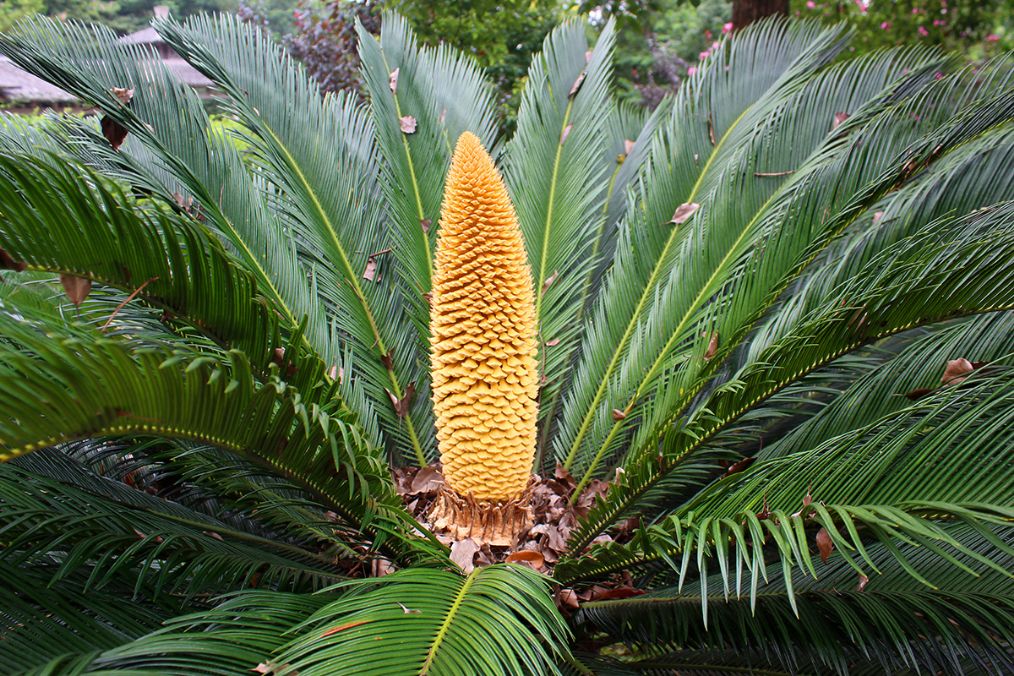 铁树,也叫做凤尾蕉,凤尾松,凤尾草,极不容易被燃烧,即使遭遇森林大火