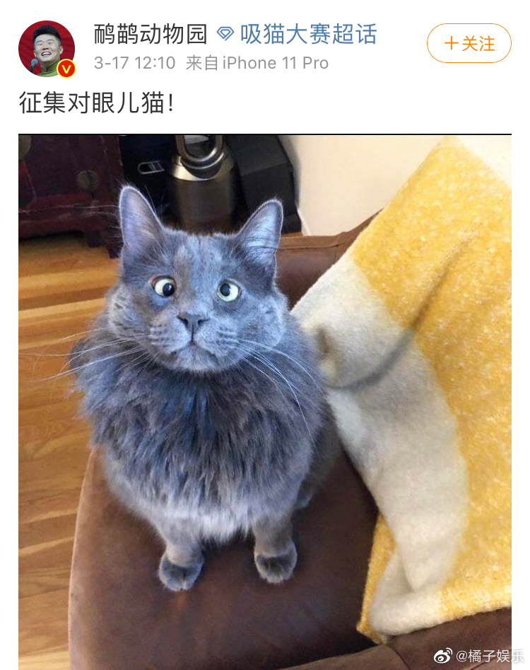 点开之前:猫怎么会对眼呢?假的吧.点开之后|对眼|猫|之后_新浪网