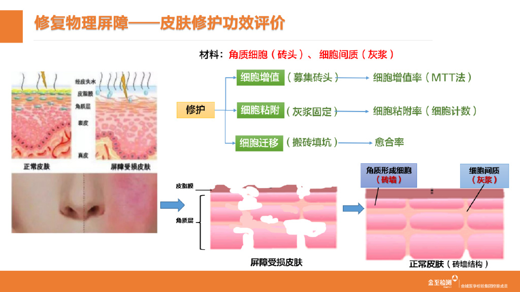 皮肤屏障功效评价体系的建立及在化妆品研发中的应用__财经头条