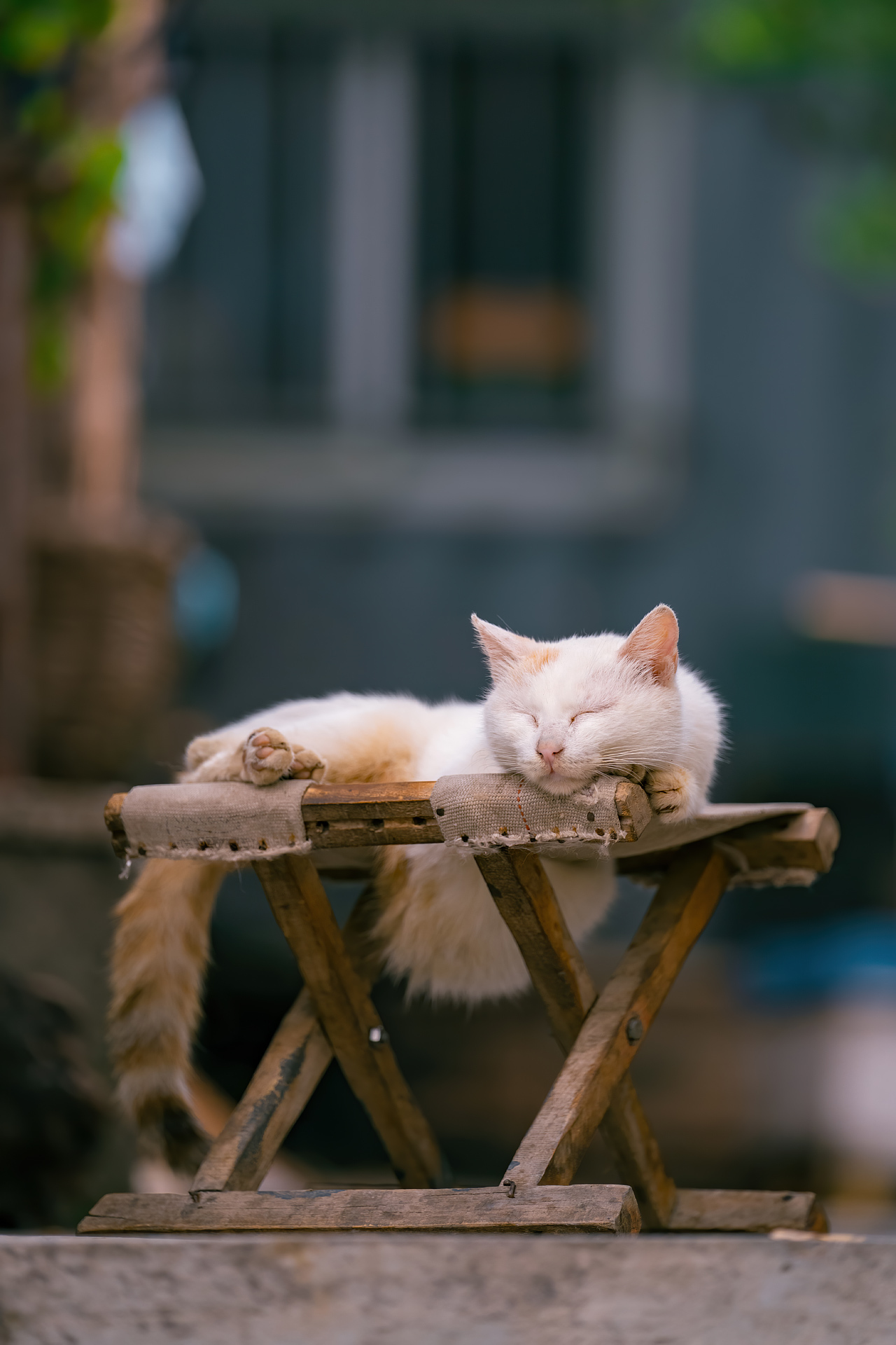 京城初秋的猫猫合集(1)