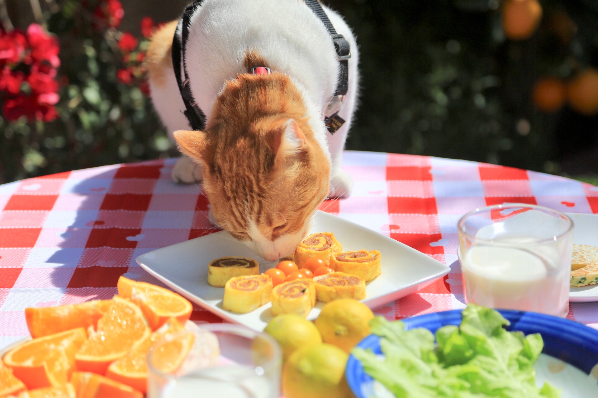 花枝春满 猫肥家润春天最适合在室外早餐啦 暖洋洋