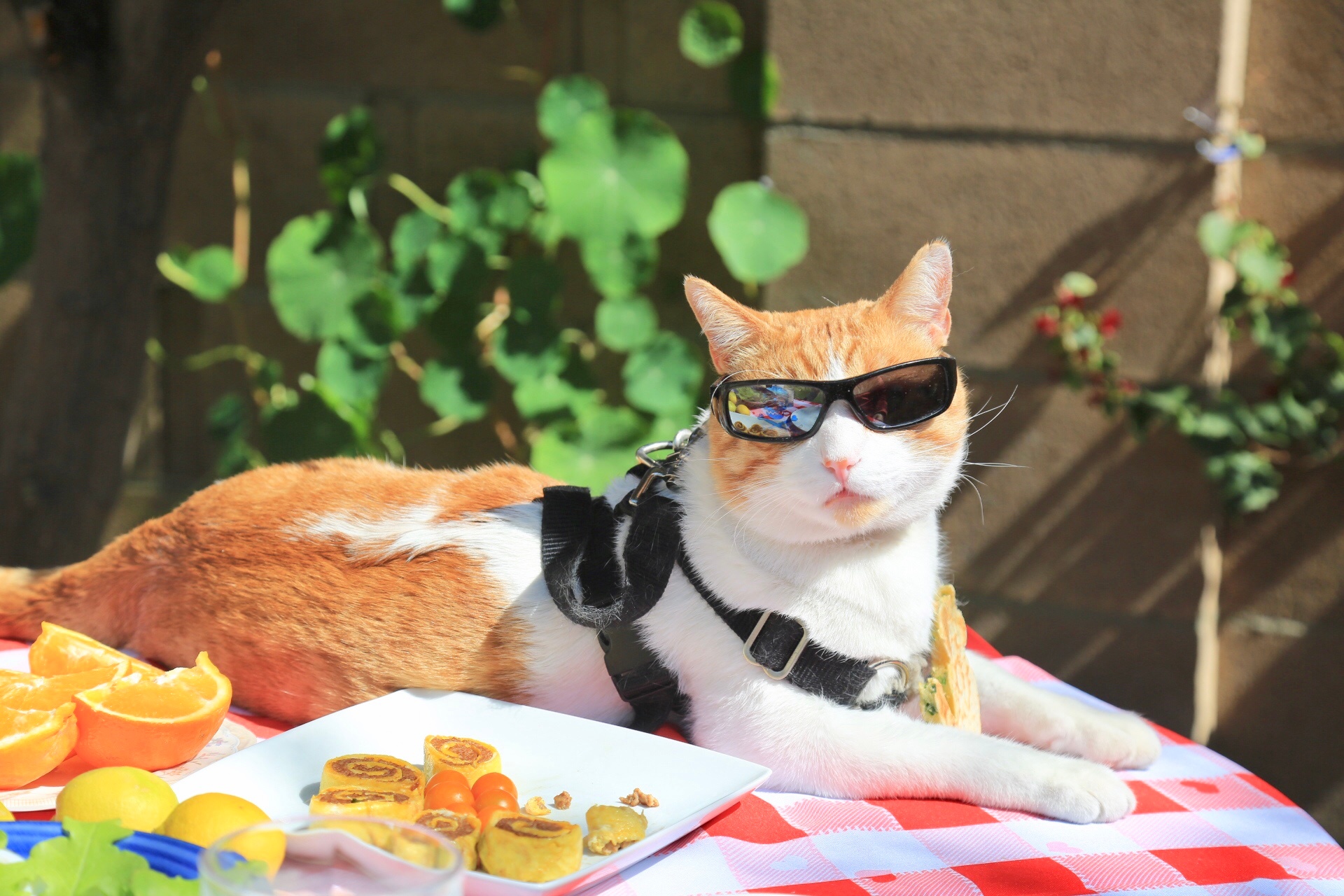花枝春满 猫肥家润春天最适合在室外早餐啦 暖洋洋 花枝春满 猫肥家润春天最适合在室外早餐啦 暖洋洋
