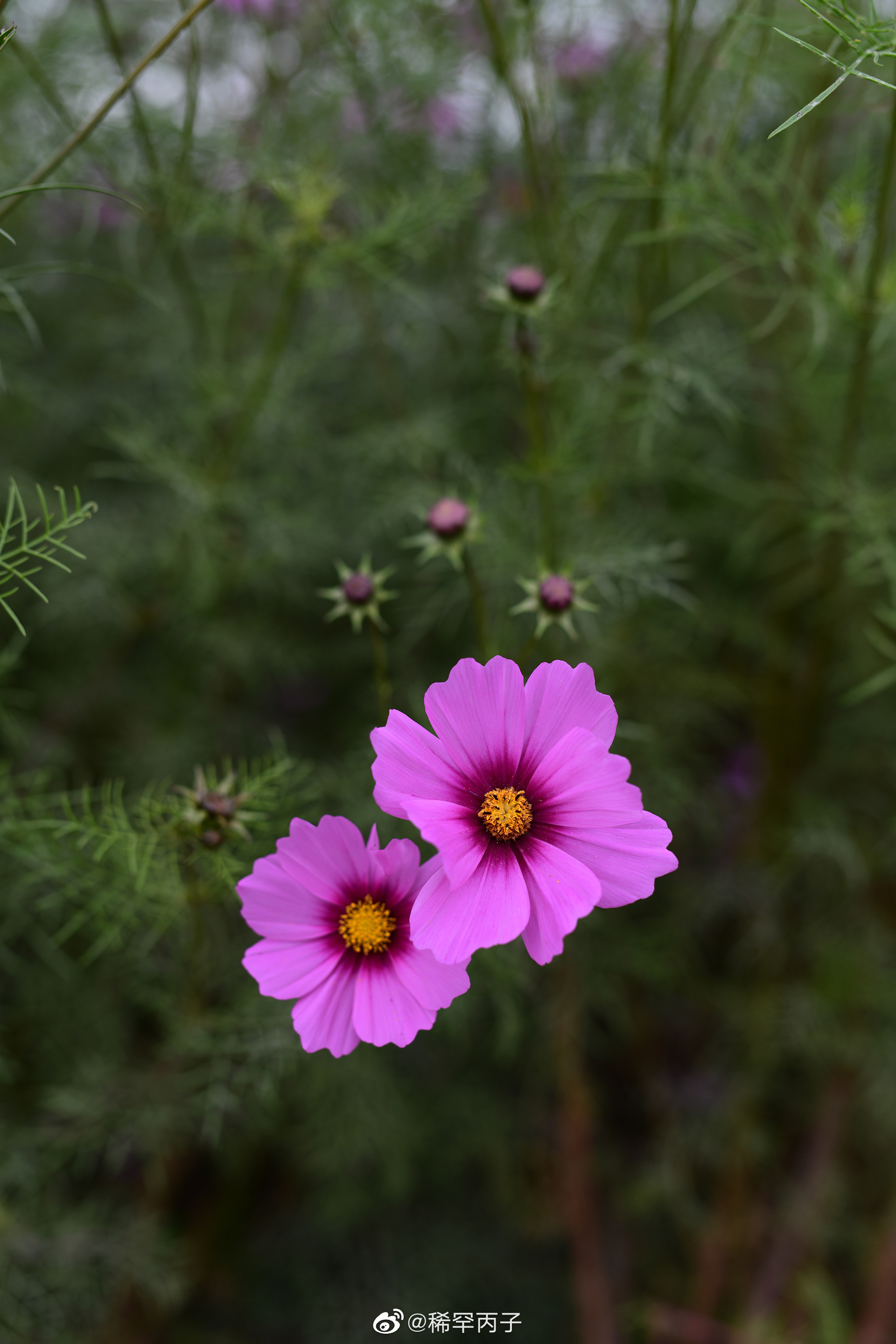 送你一朵小花花.早安