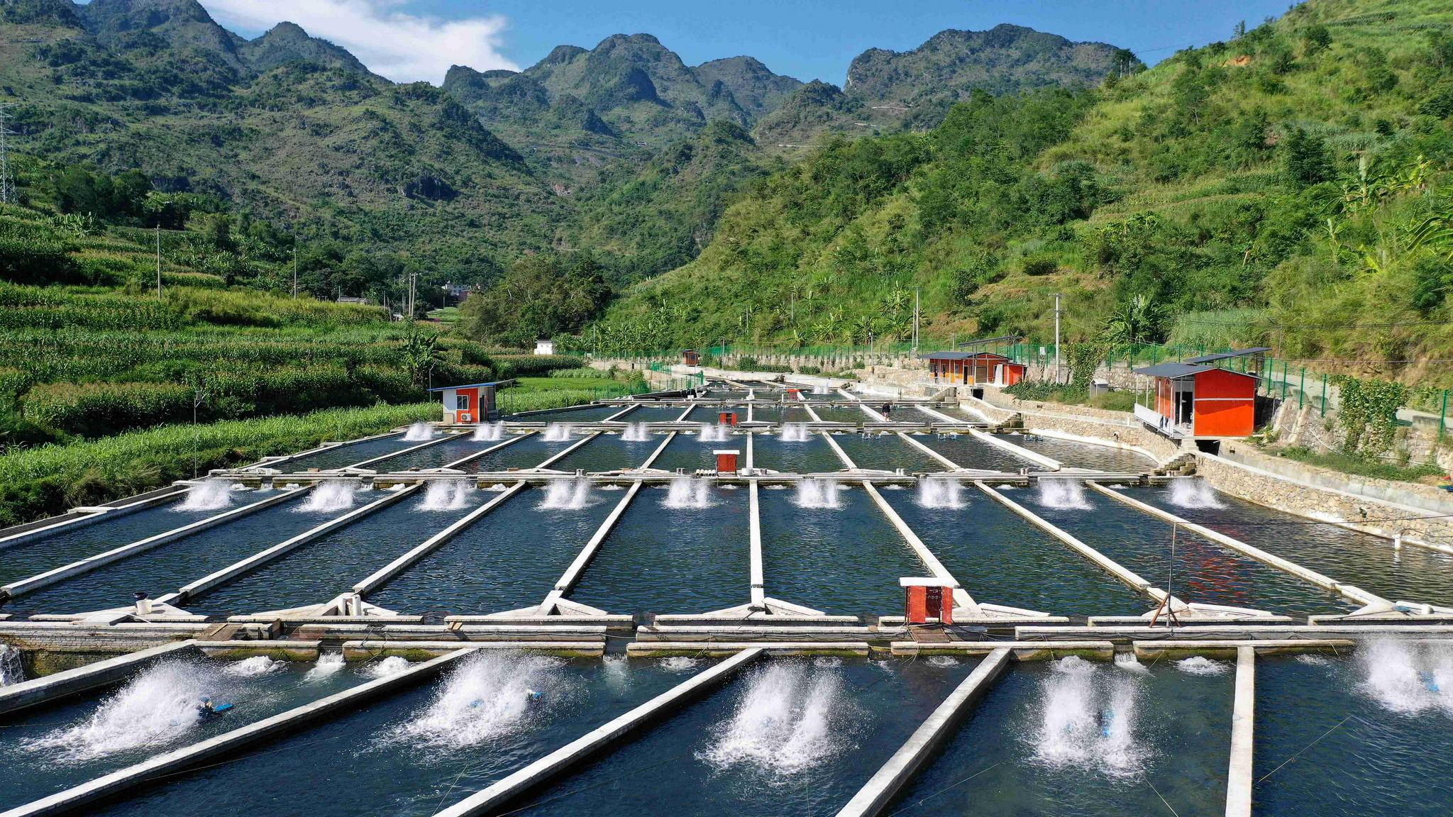 贵州安龙:做好"水文章" 深山养鲟鱼