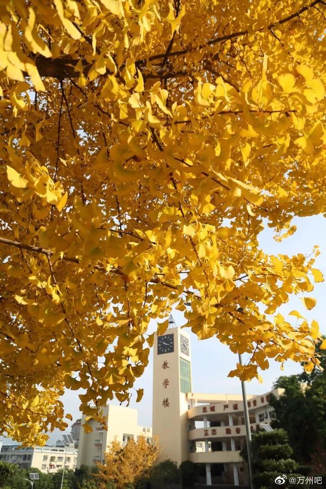 万州中学的秋 来的晚 来得快 好像猝不及防 就有了满目的金黄
