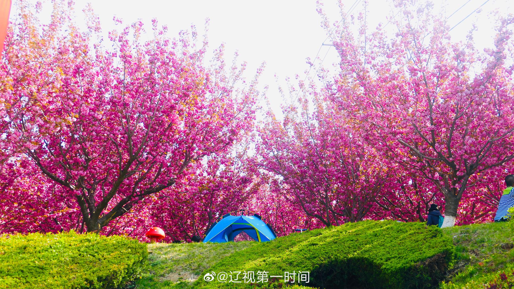 大连 旅顺:晚春时节 遇见花开的美好