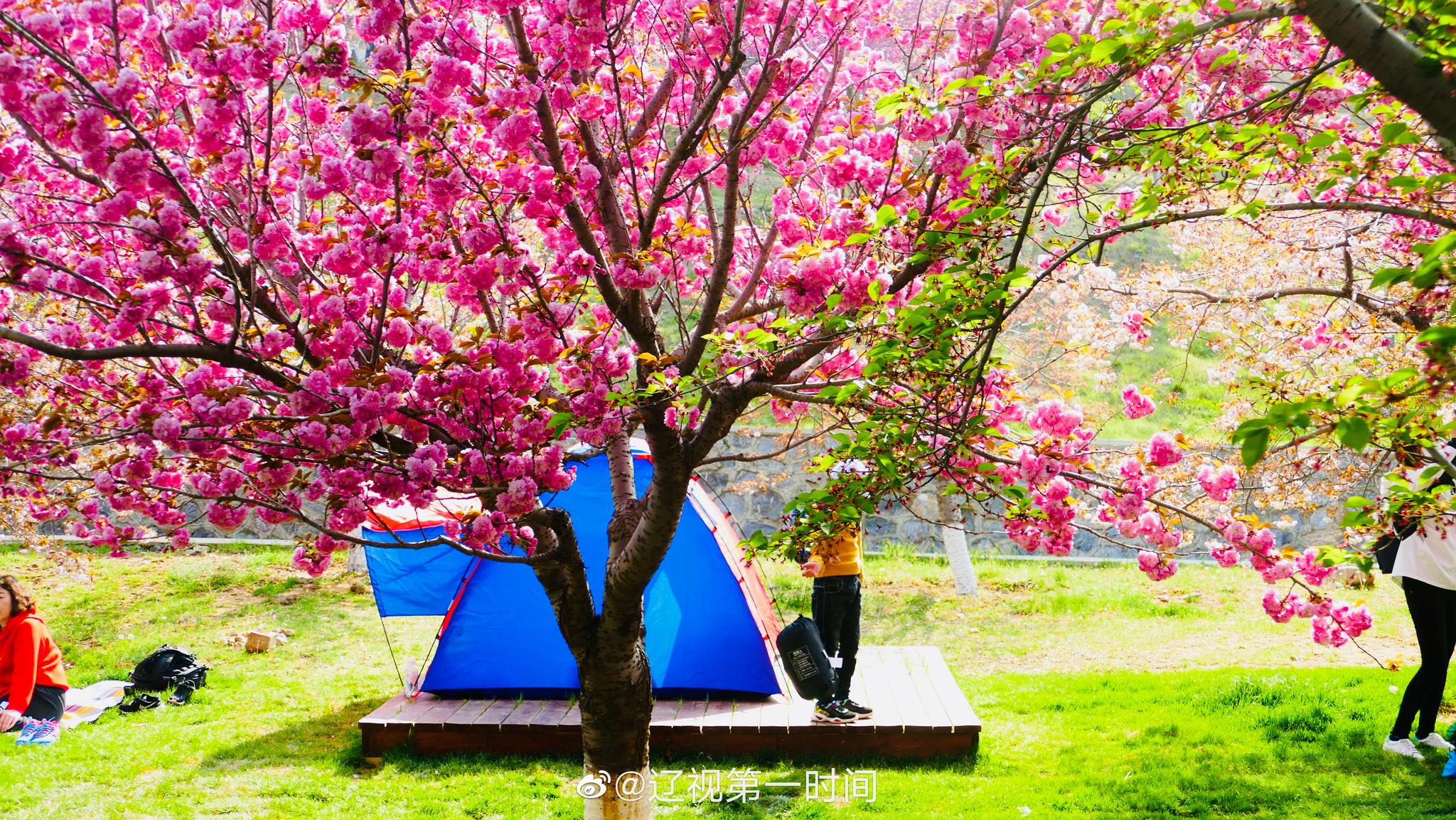 大连 旅顺:晚春时节 遇见花开的美好