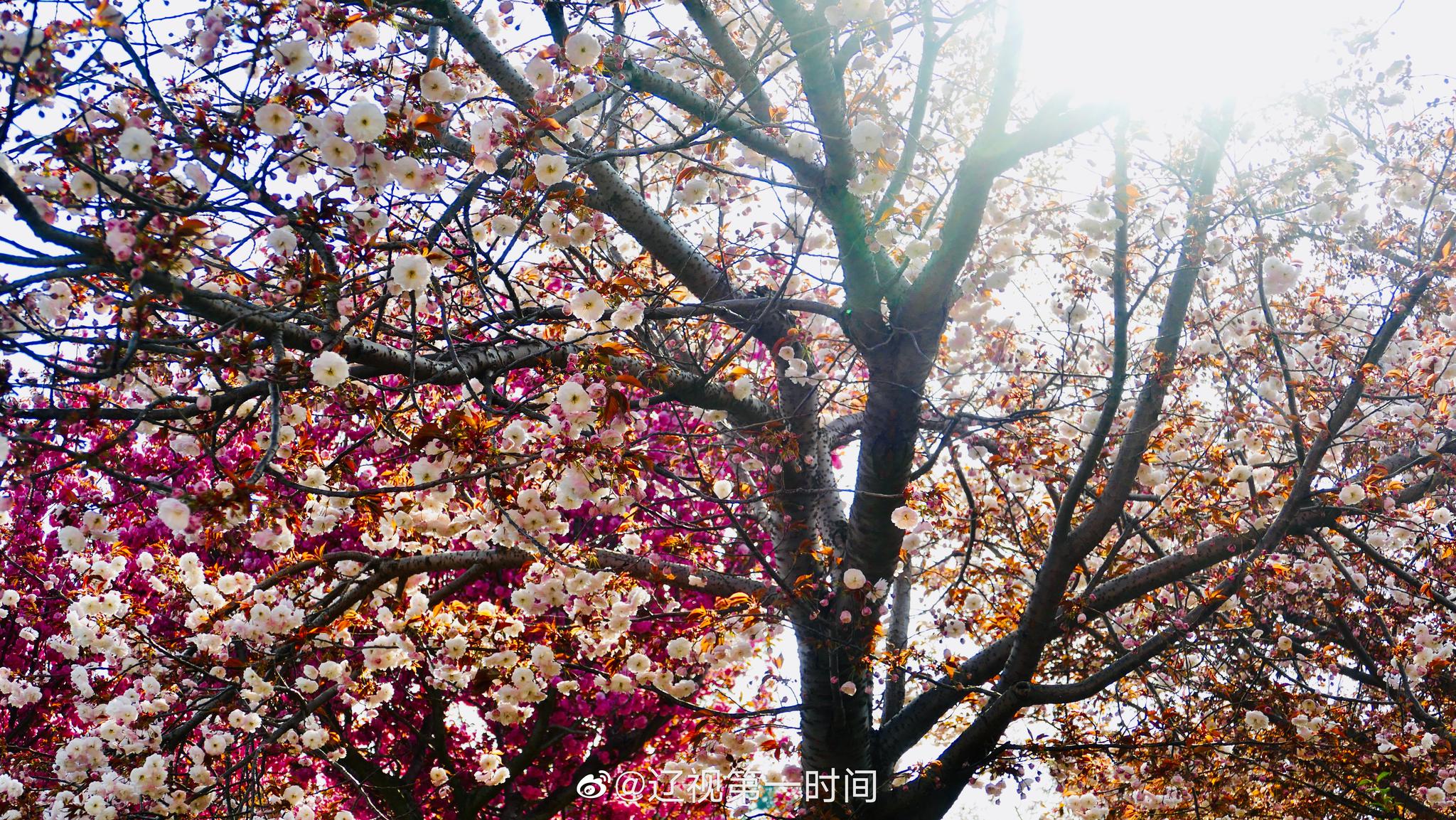 大连 旅顺:晚春时节 遇见花开的美好