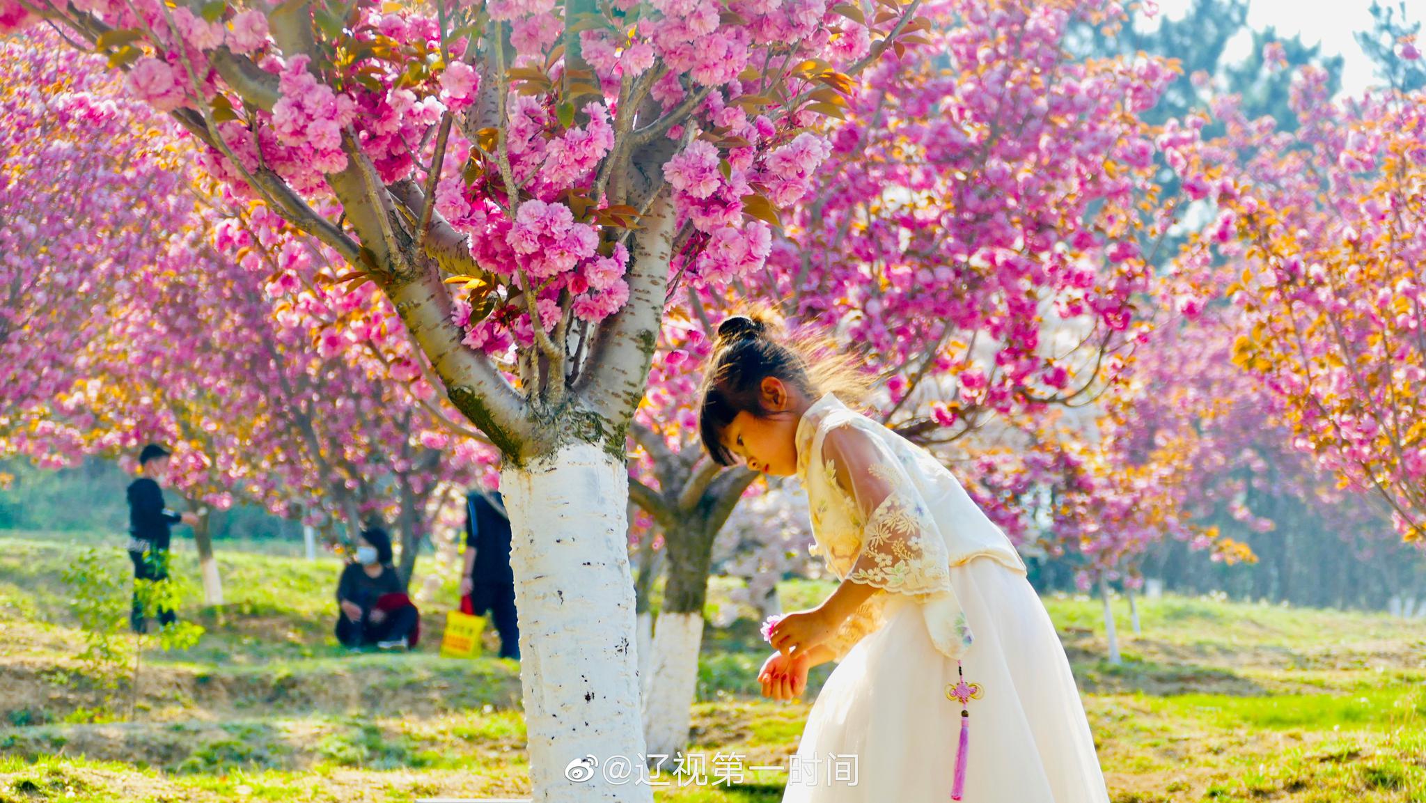 大连 旅顺:晚春时节 遇见花开的美好