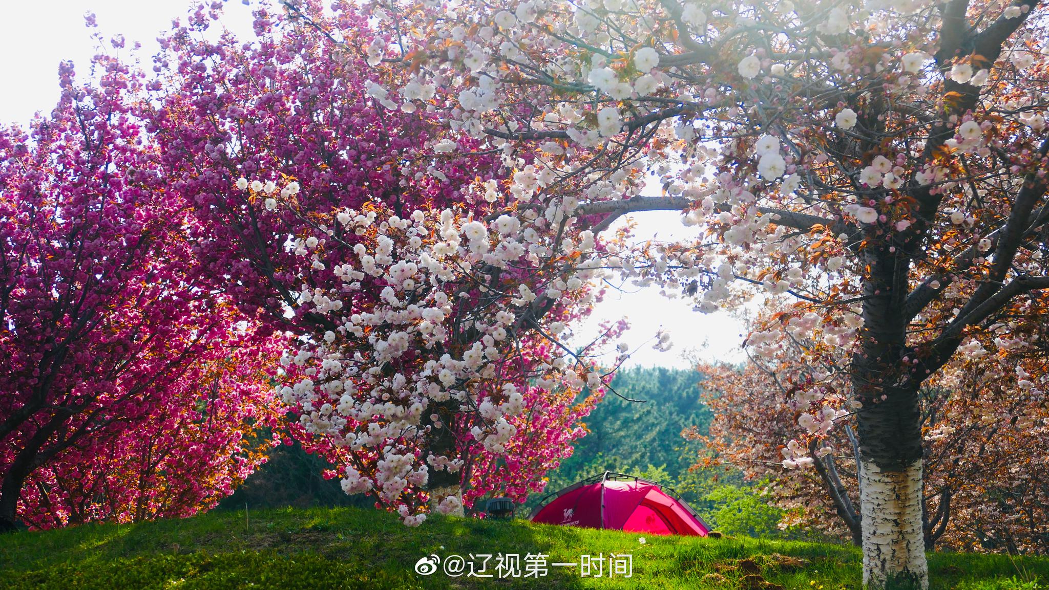 大连 旅顺:晚春时节 遇见花开的美好