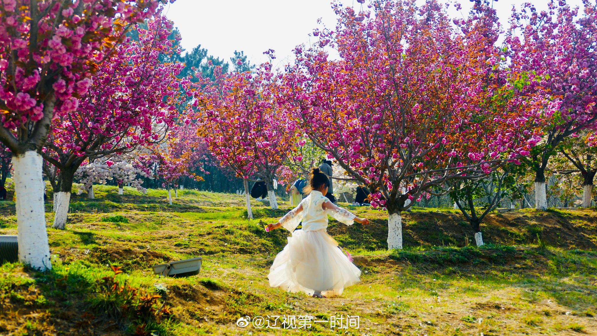 大连 旅顺:晚春时节 遇见花开的美好