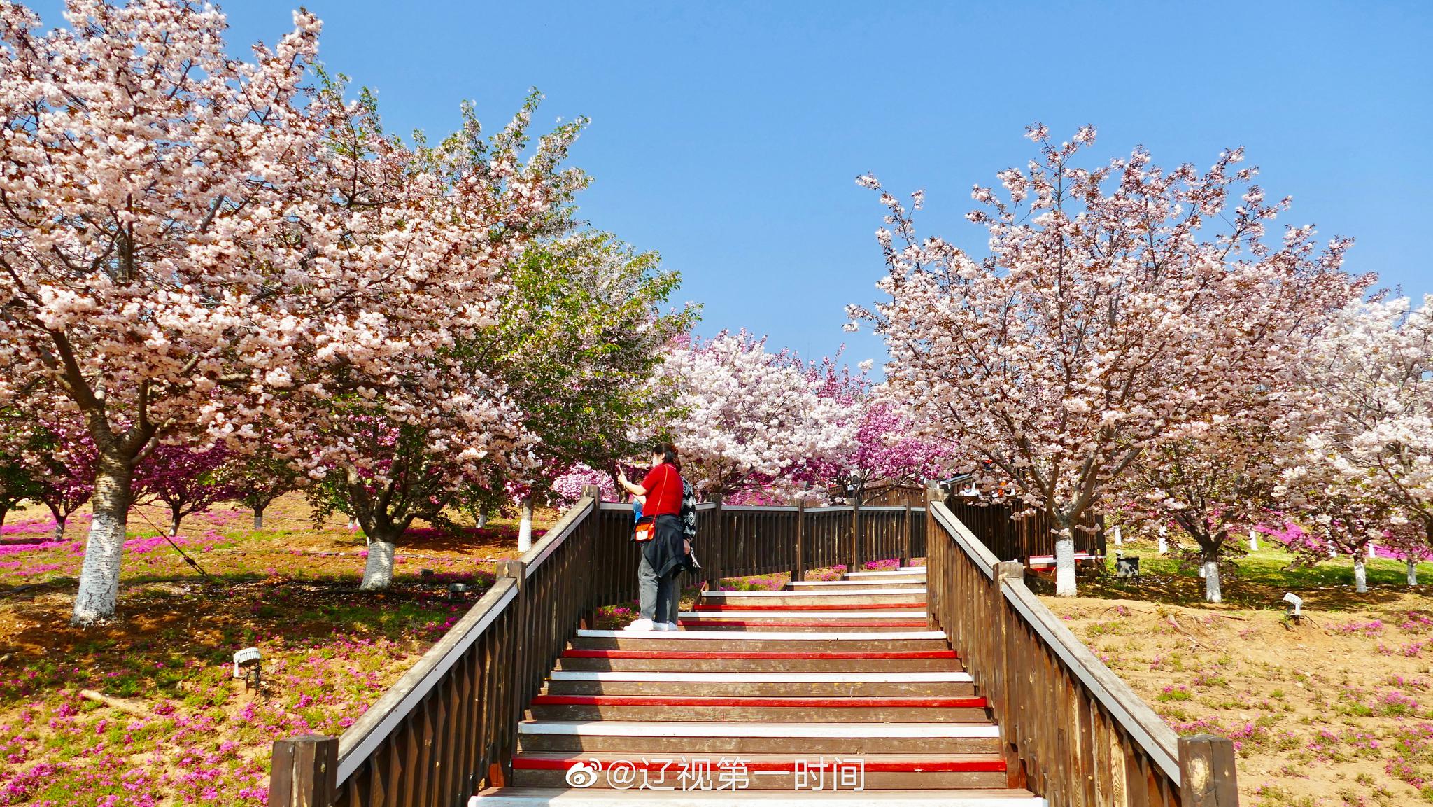 大连 旅顺：晚春时节 遇见花开的美好