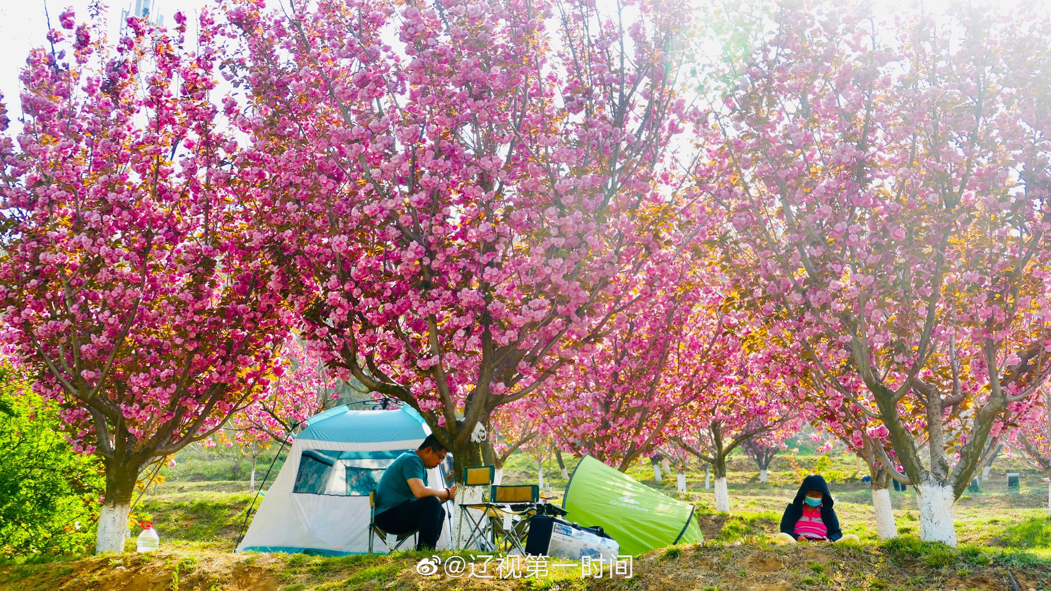 大连 旅顺:晚春时节 遇见花开的美好