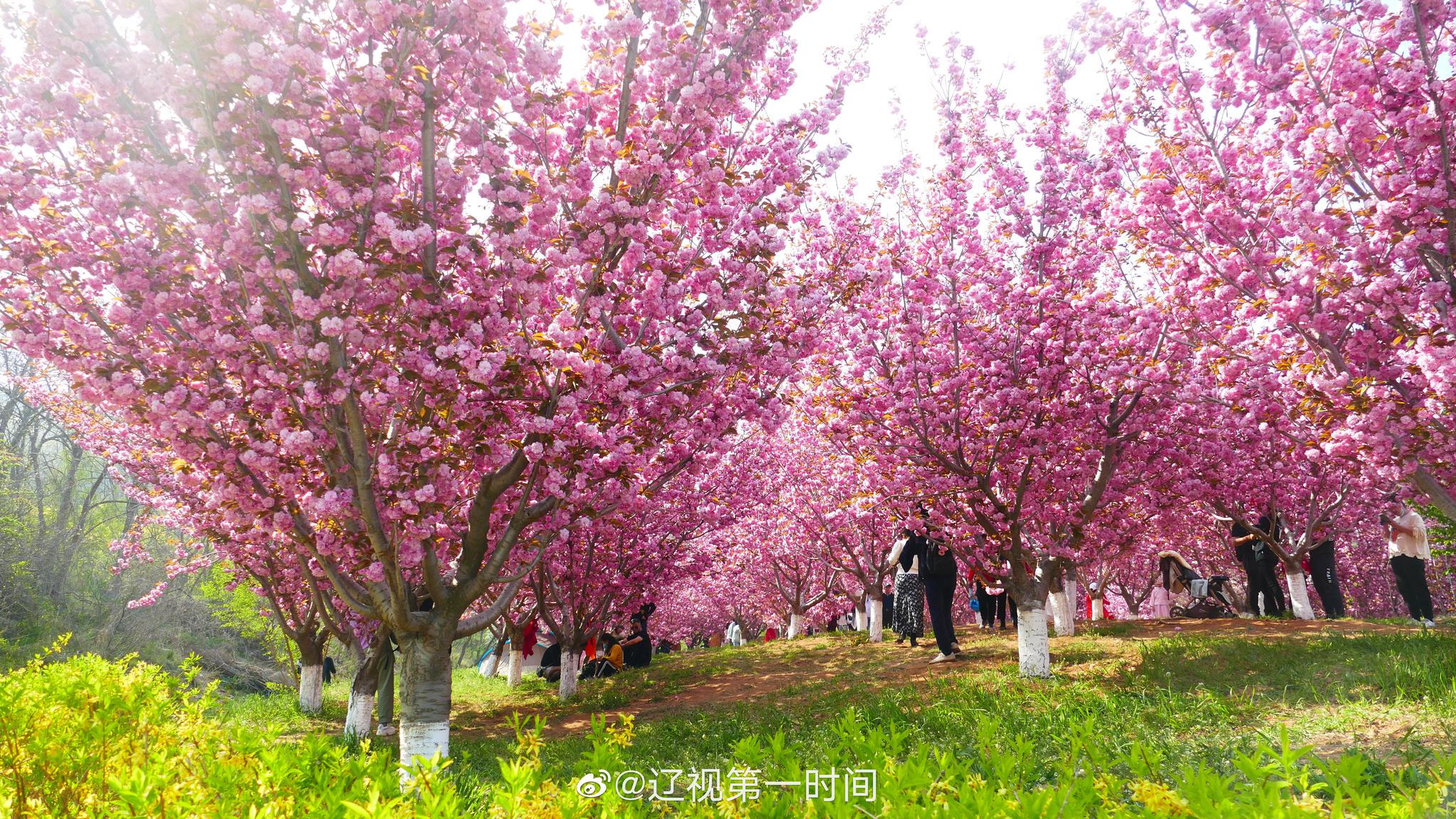 大连 旅顺：晚春时节 遇见花开的美好