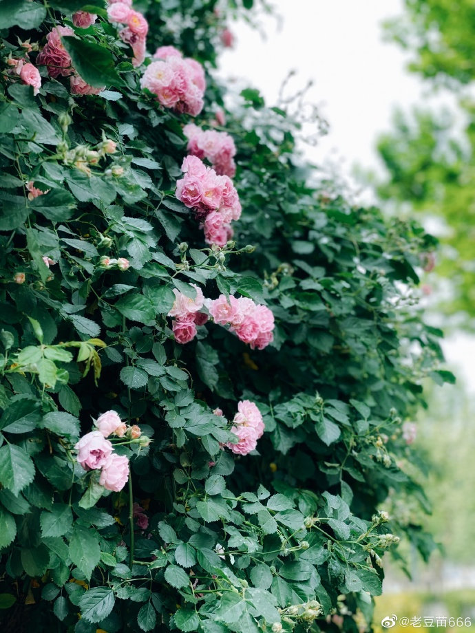 济南八一银座对面的一条花路 美的如同仙境 老豆苗666