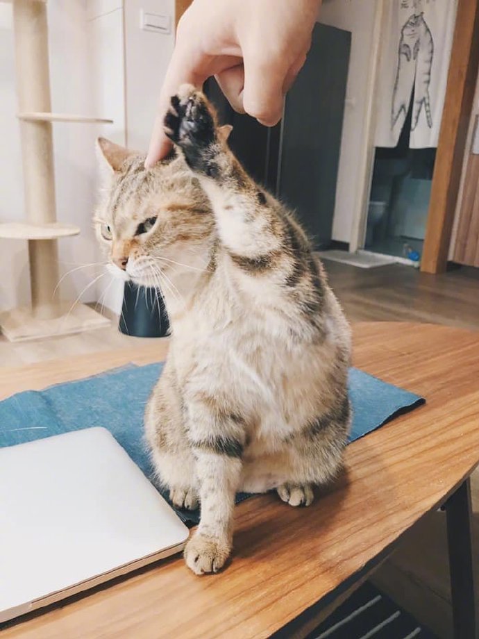 主人摸着猫的头,结果用手指戳了下后.....__财经头条