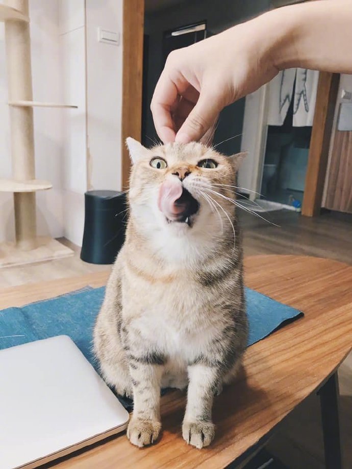 主人摸着猫的头,结果用手指戳了下后.....__财经头条