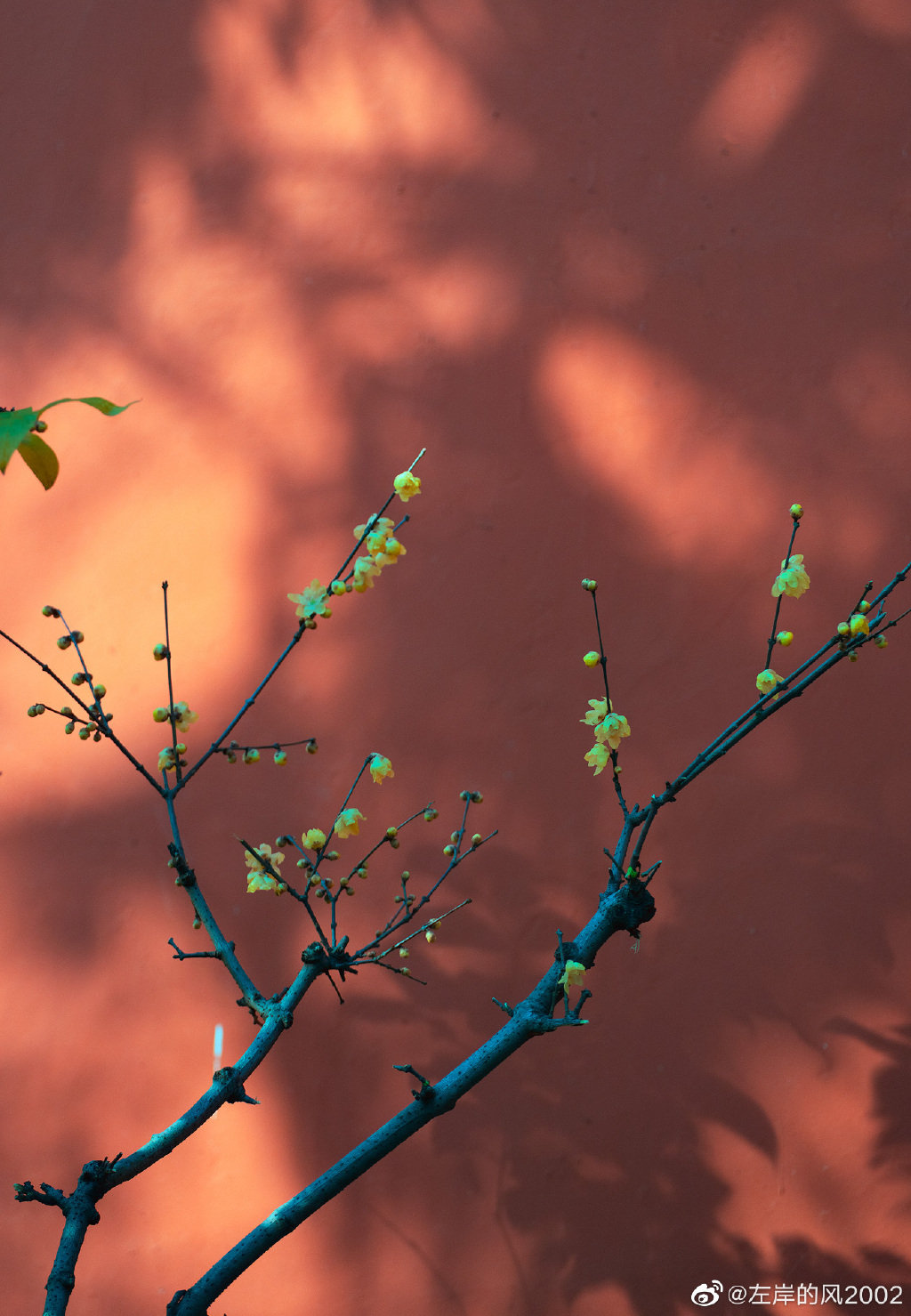 南京明孝陵宫墙腊梅