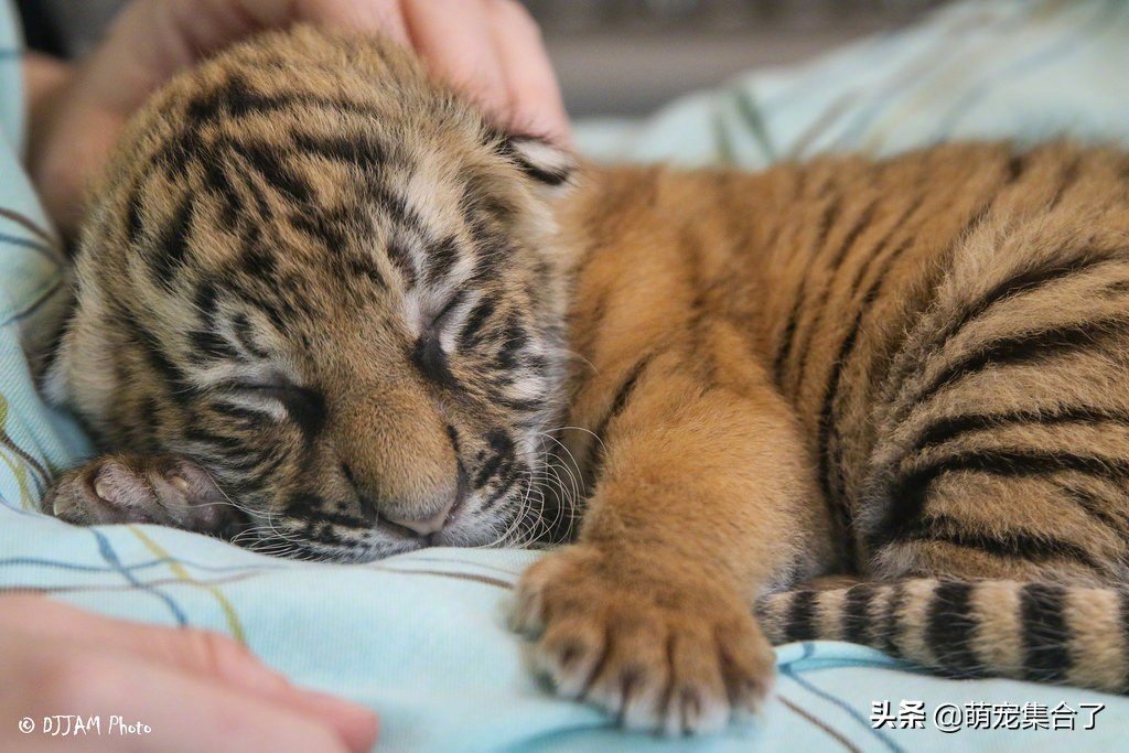 美国辛辛那提动物园里睡着的虎崽砸!