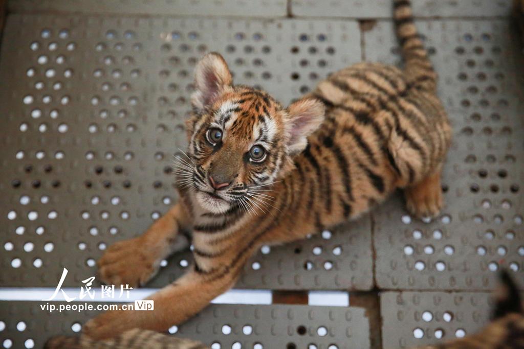 南昌:华南虎宝宝萌态可掬|华南虎|母虎|南昌动物园_新浪新闻