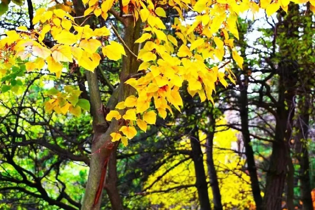 黄龙的秋天已送达，满山红叶惊艳来袭……休闲区蓝鸢梦想 - Www.slyday.coM