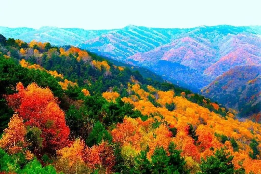 黄龙的秋天已送达,满山红叶惊艳来袭……休闲区蓝鸢梦想 - Www.slyday.coM 黄龙的秋天已送达,满山红叶惊艳来袭……休闲区蓝鸢梦想 - Www.slyday.coM