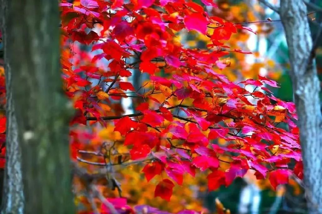 黄龙的秋天已送达,满山红叶惊艳来袭……休闲区蓝鸢梦想 - Www.slyday.coM 黄龙的秋天已送达,满山红叶惊艳来袭……休闲区蓝鸢梦想 - Www.slyday.coM