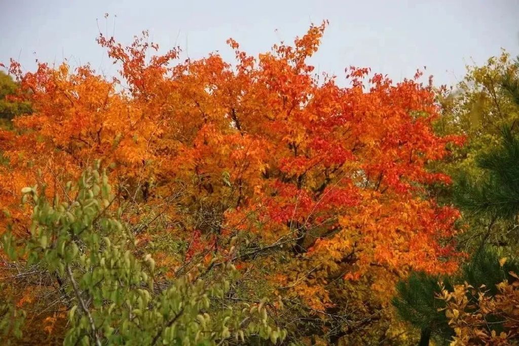 黄龙的秋天已送达,满山红叶惊艳来袭……休闲区蓝鸢梦想 - Www.slyday.coM 黄龙的秋天已送达,满山红叶惊艳来袭……休闲区蓝鸢梦想 - Www.slyday.coM